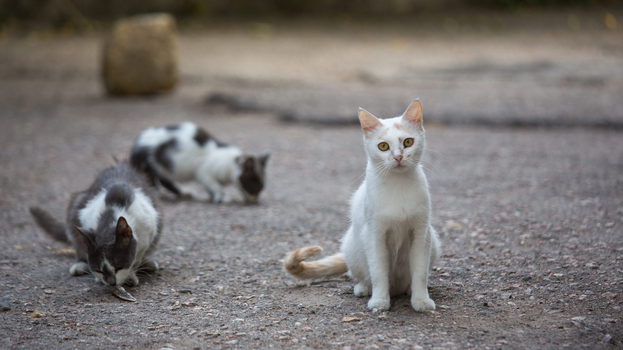 gatto randagio