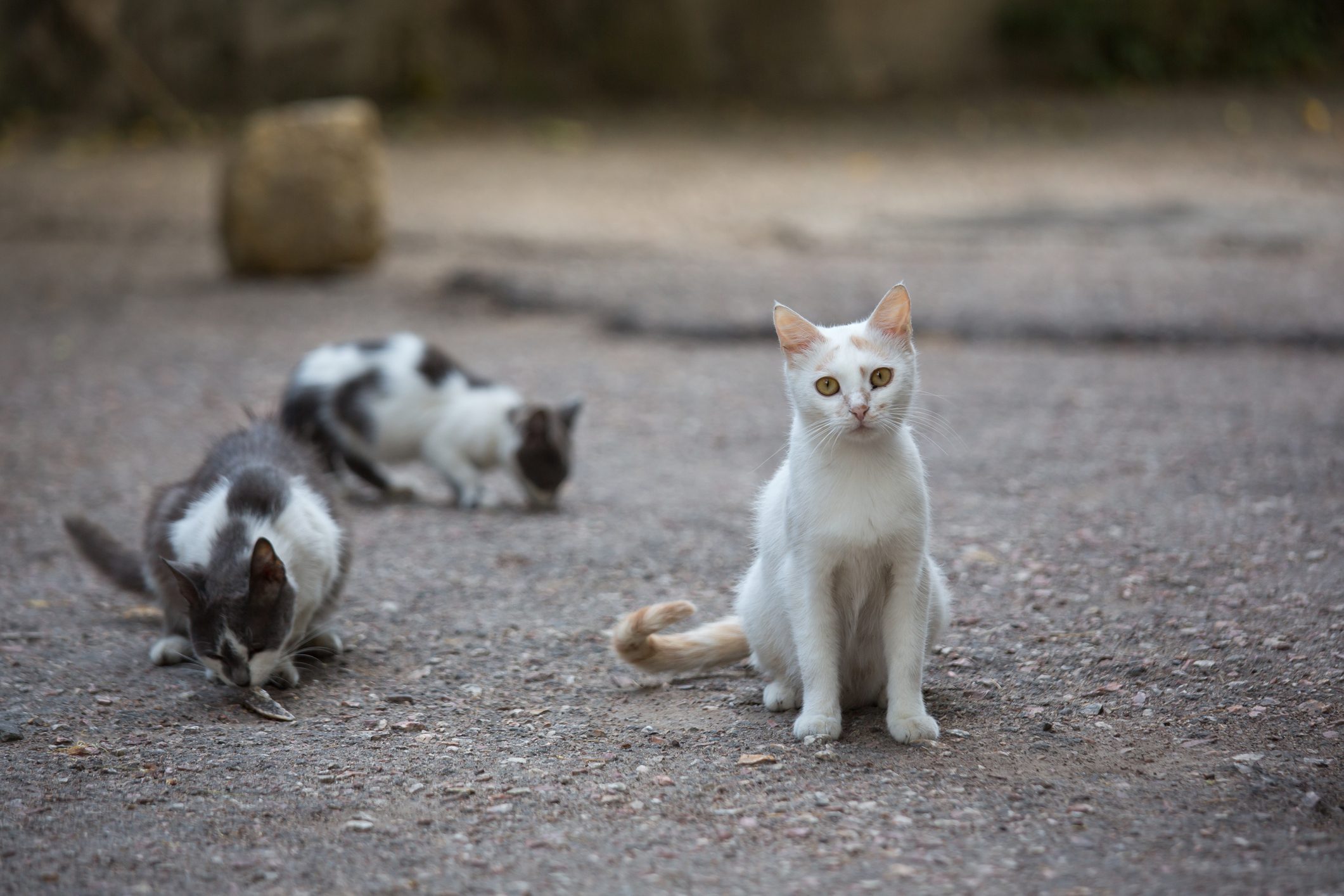 gatto randagio