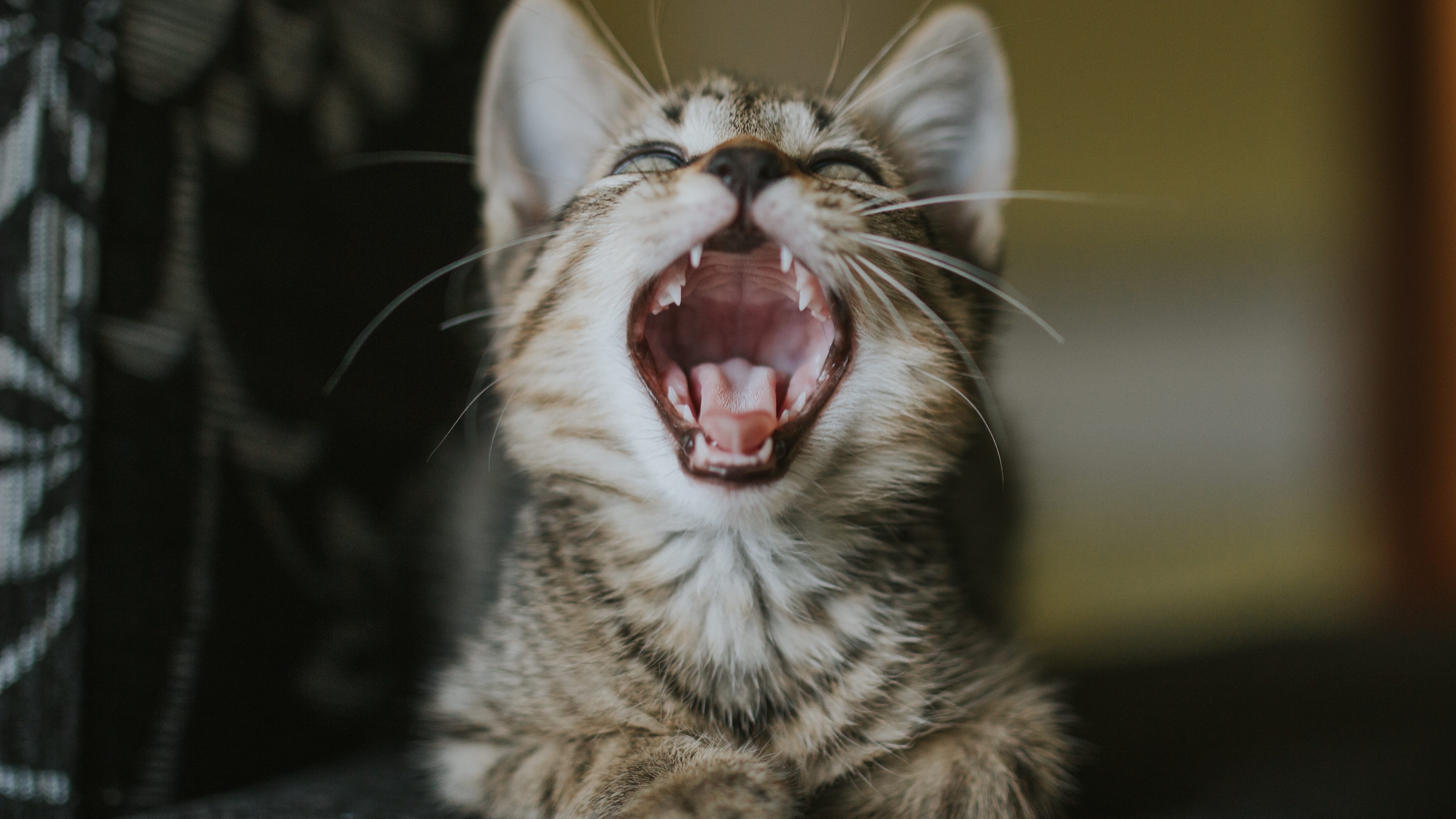 gatto