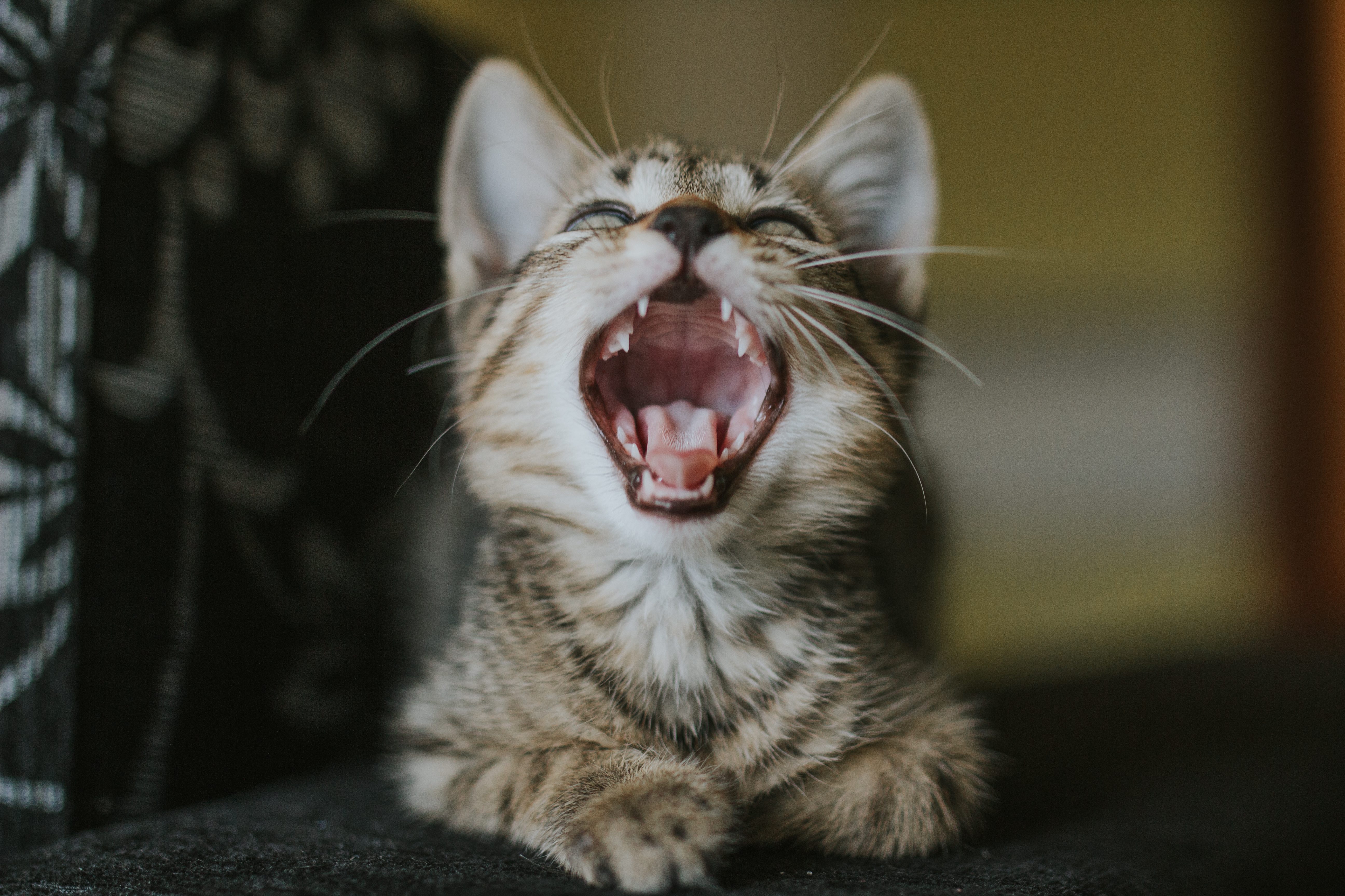 gatto