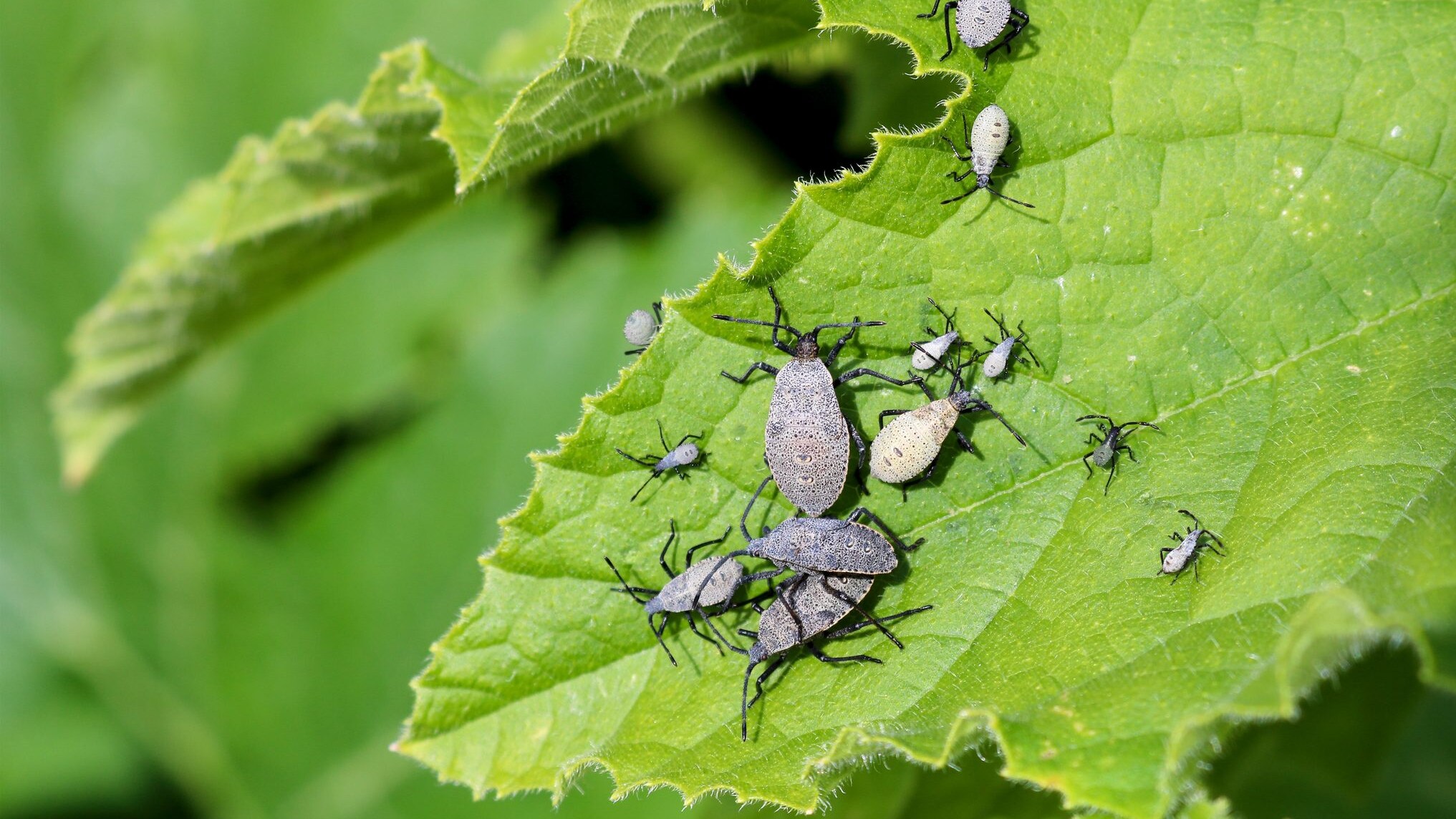 squash bugs