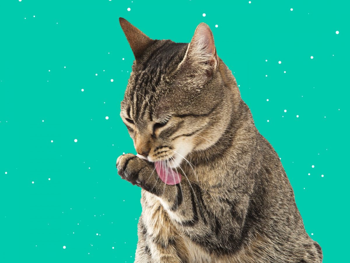 Perché il gatto si lecca costantemente?