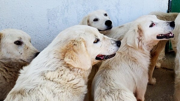 I cani di Satriano