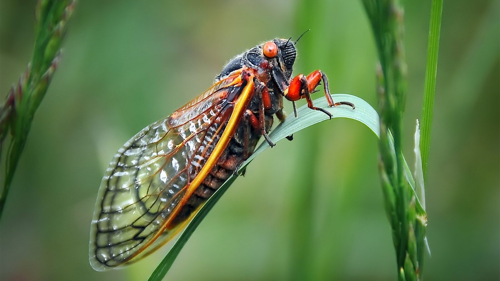 cicala