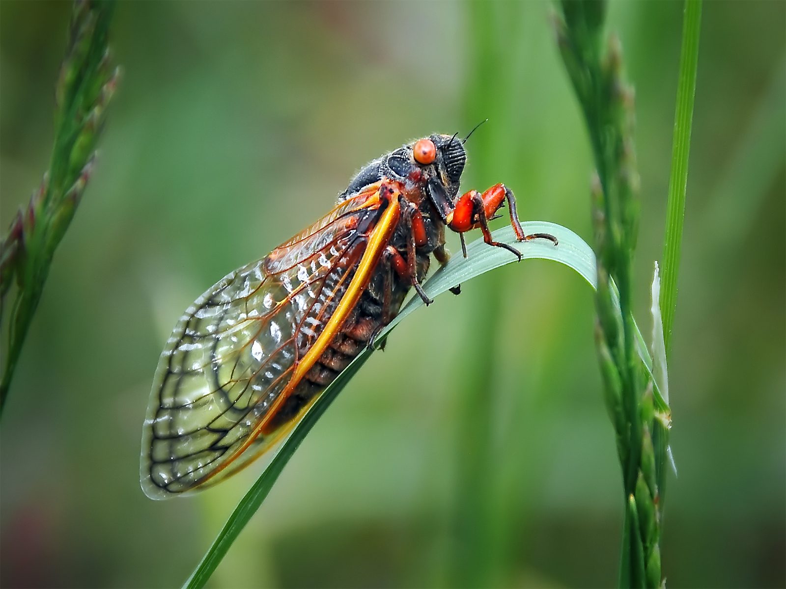 cicala