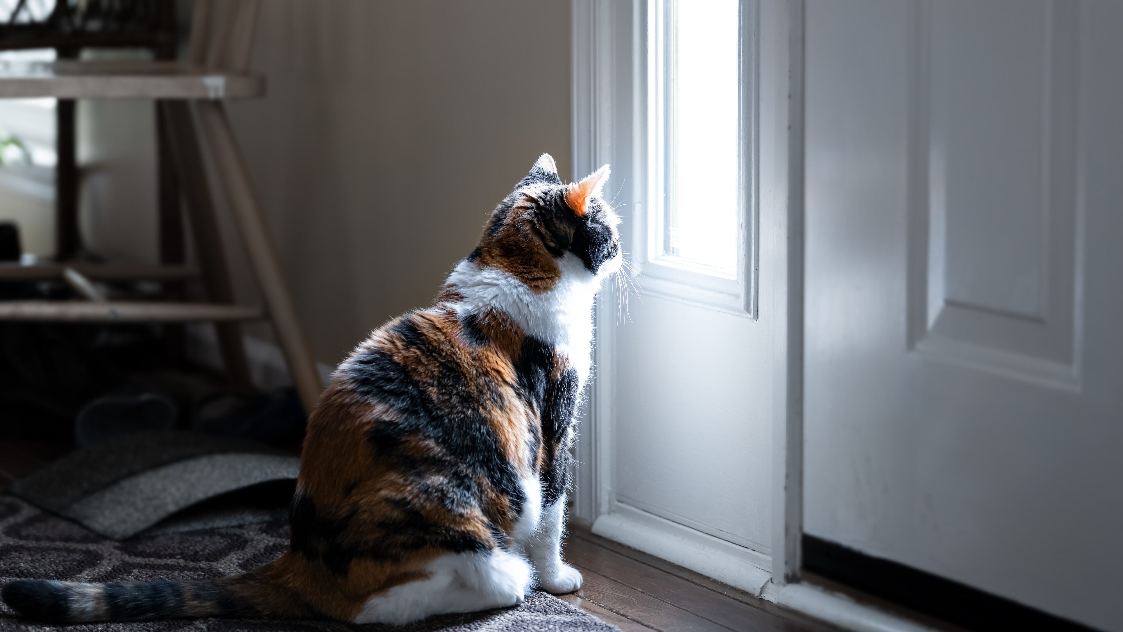 gatto