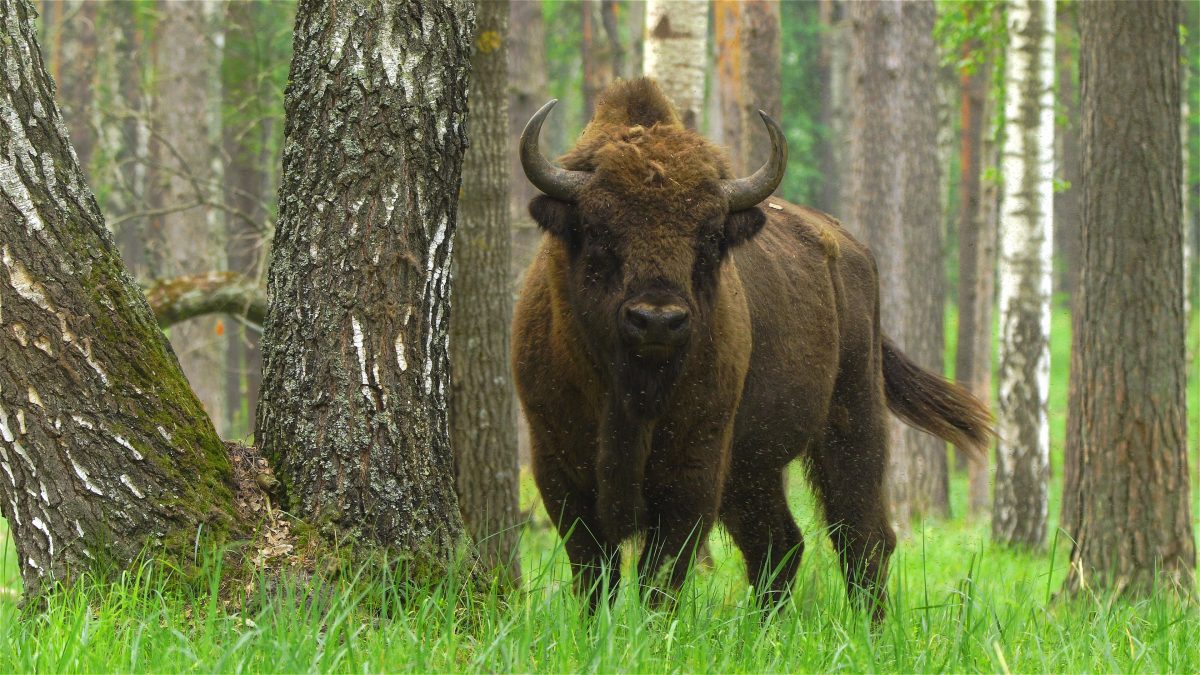bisonte