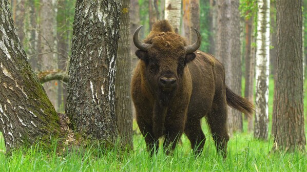 bisonte