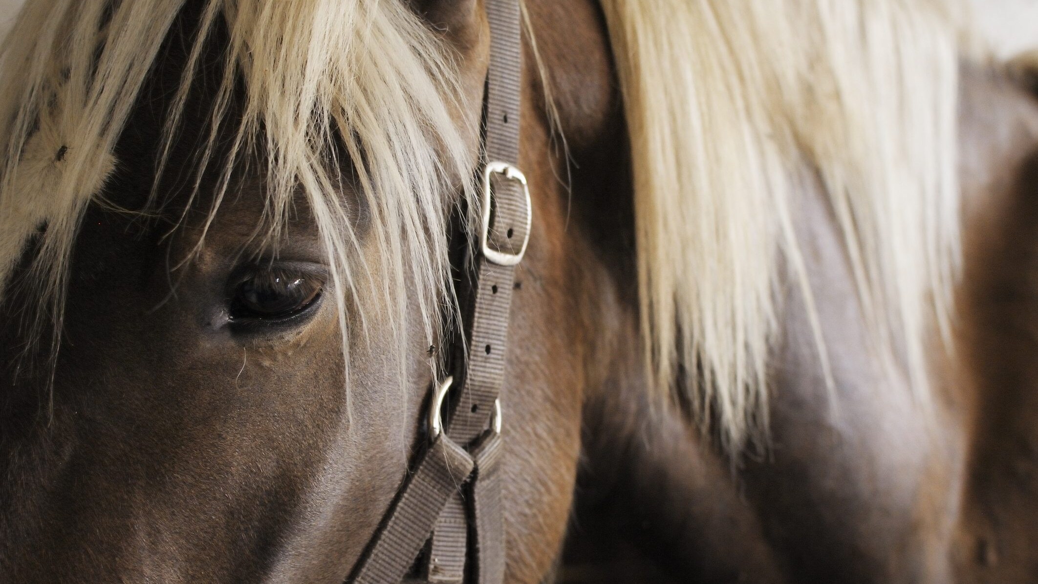 cavallo