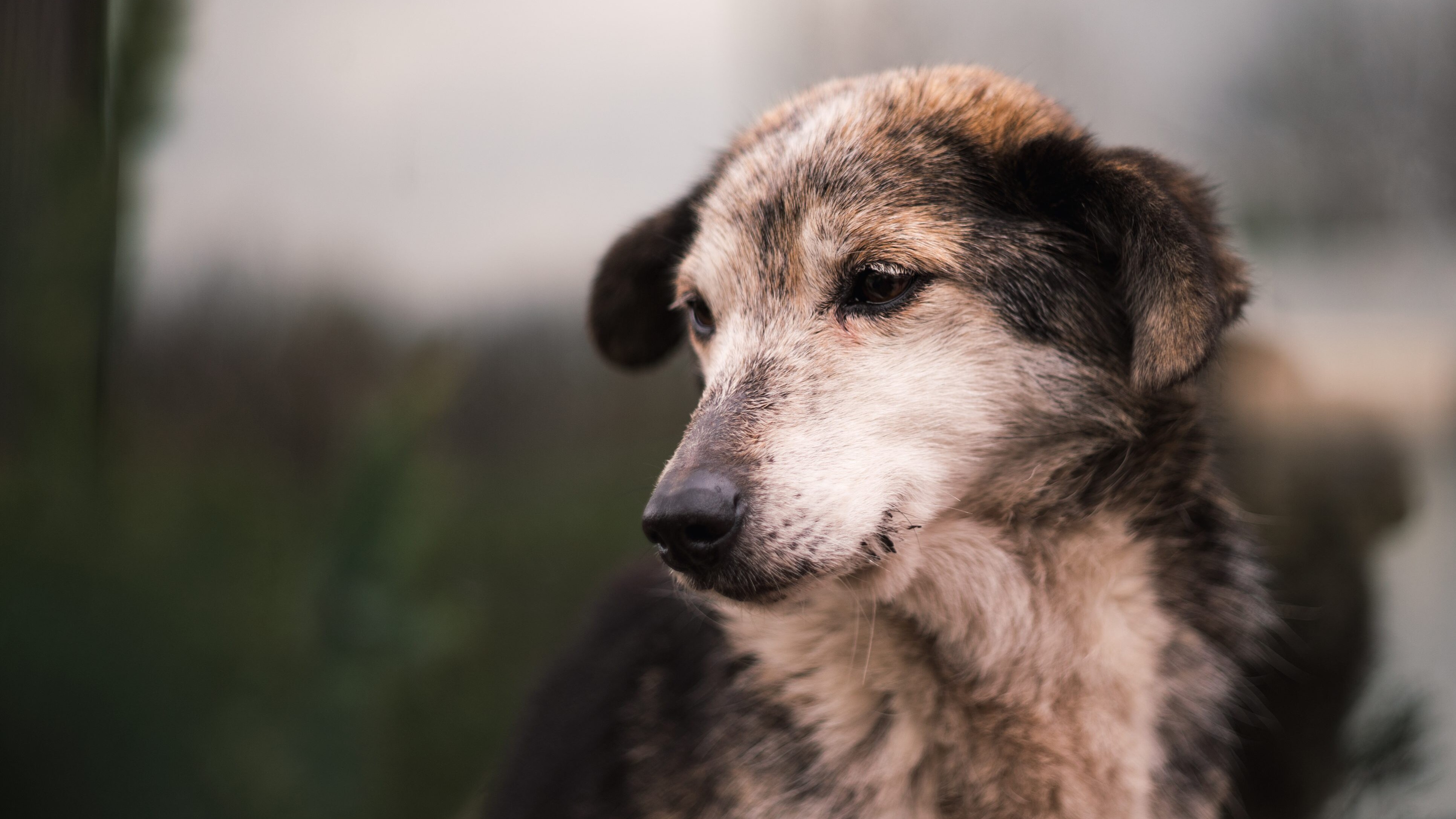cane maltrattato