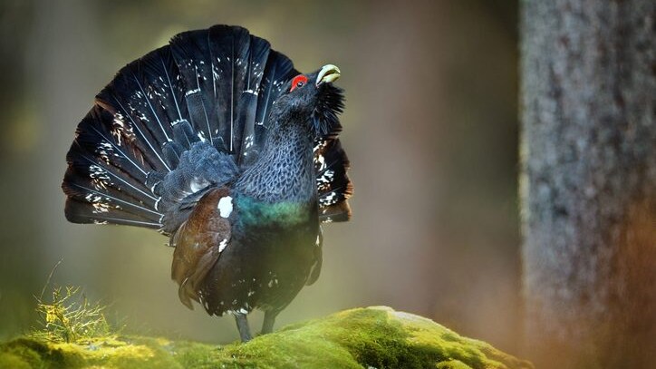 gallo cedrone
