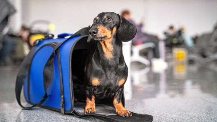 cane trasportino