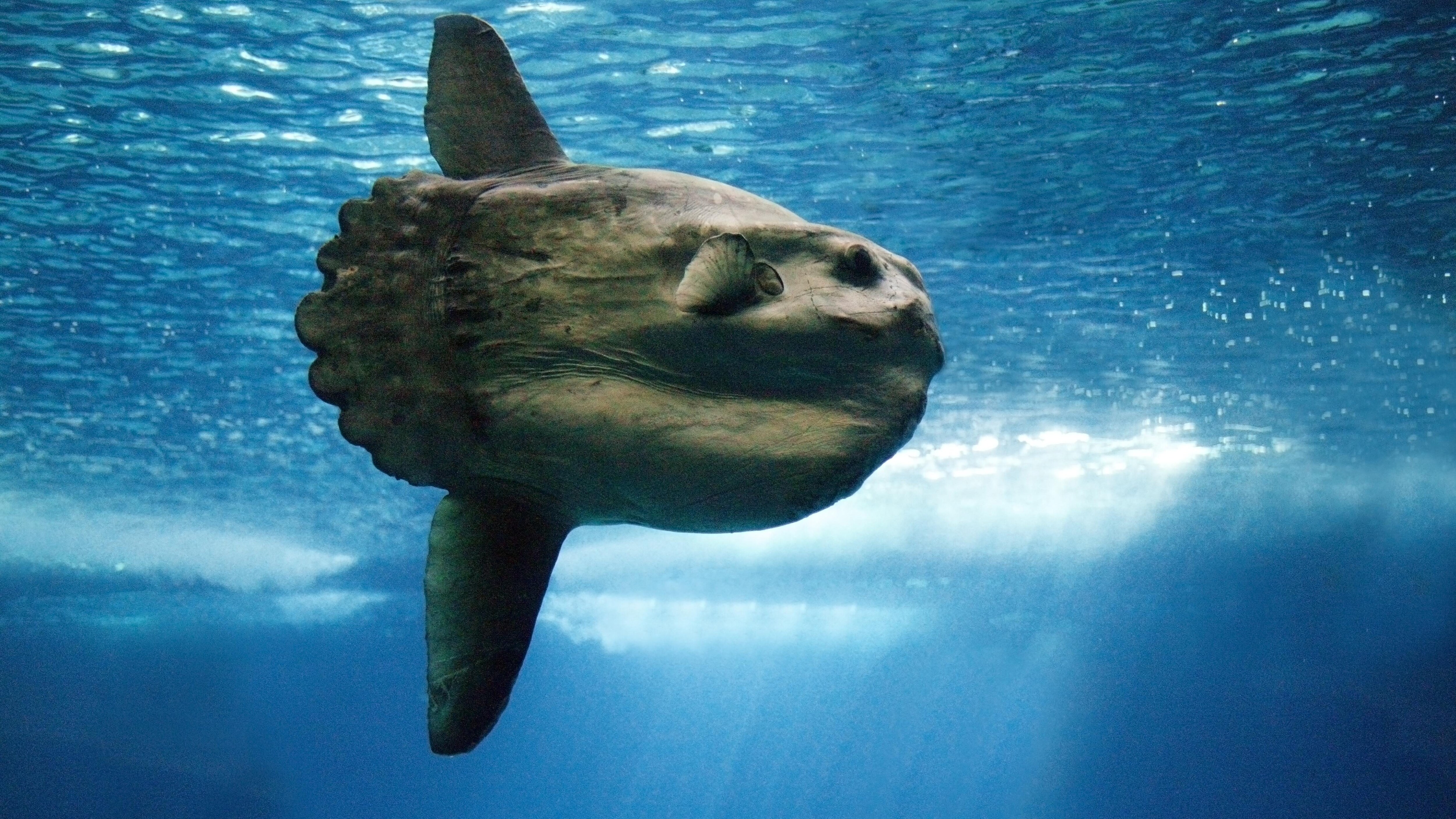 pesce luna