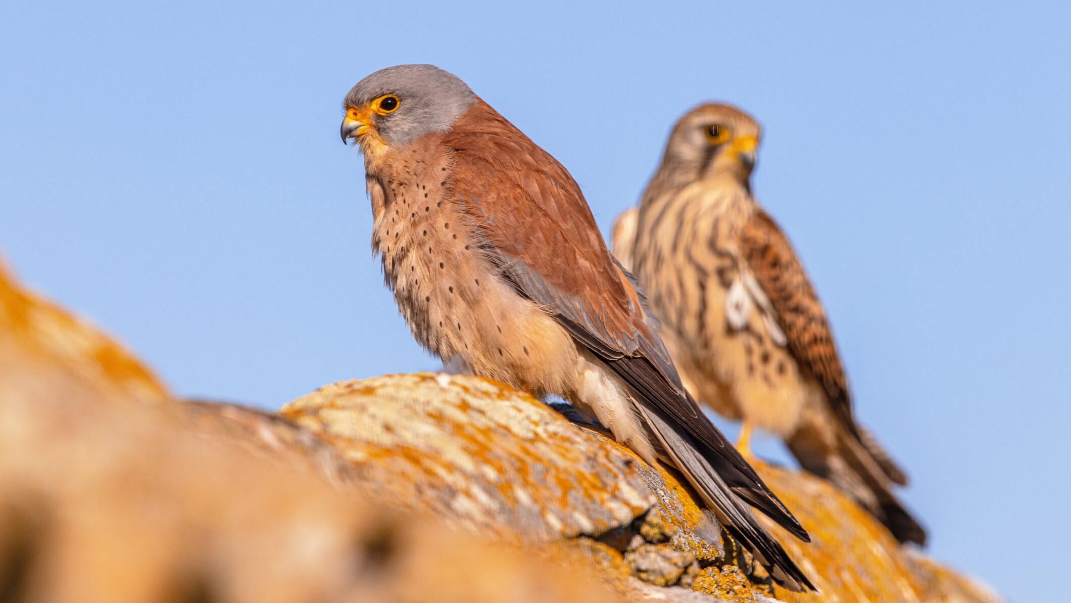 falco grillaio