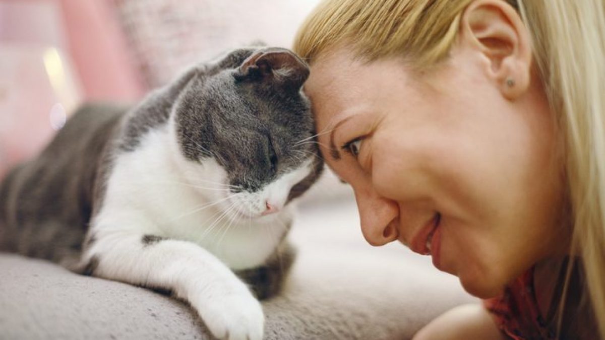 gatto affetto