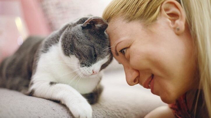 gatto affetto