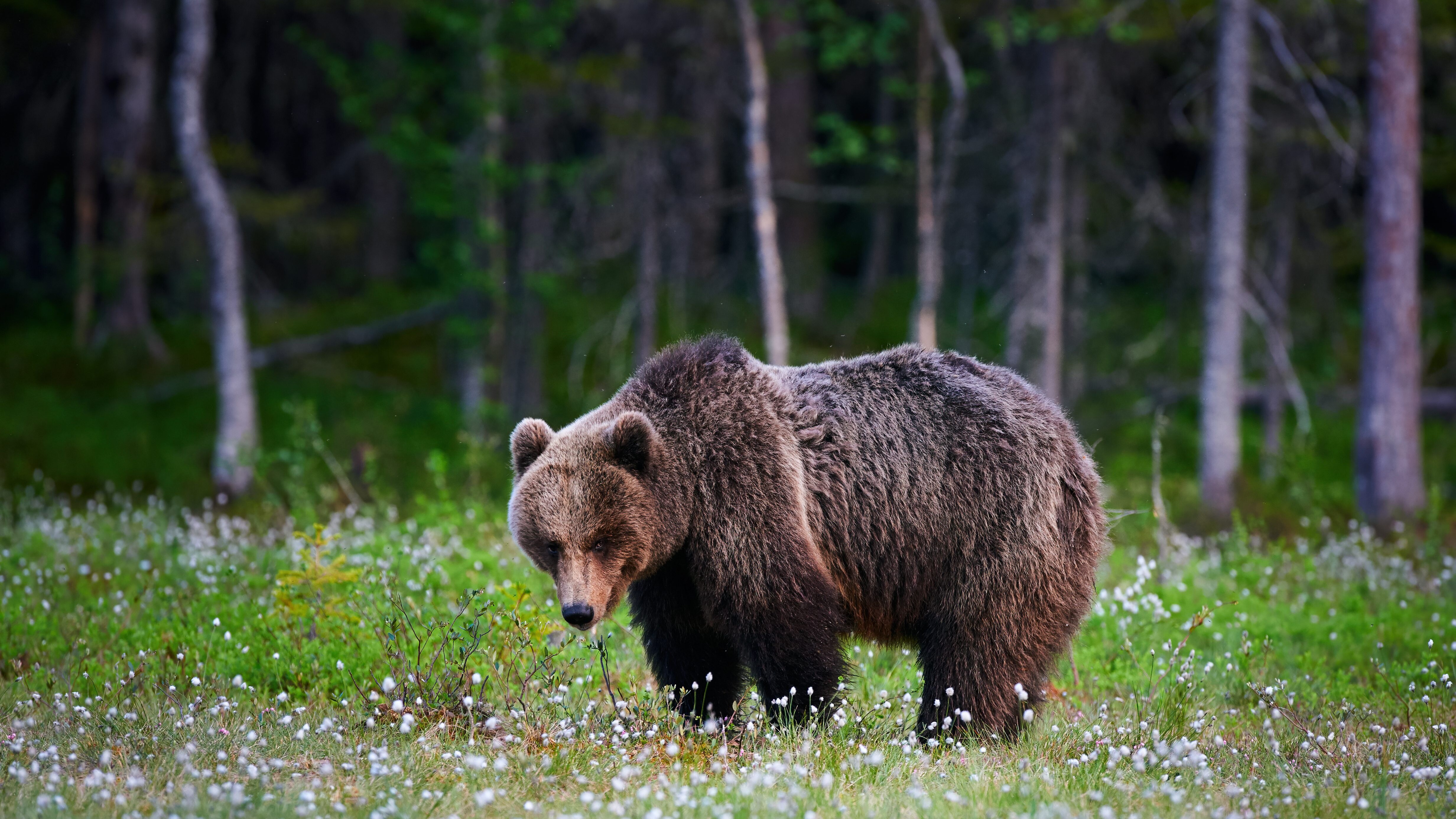 orso