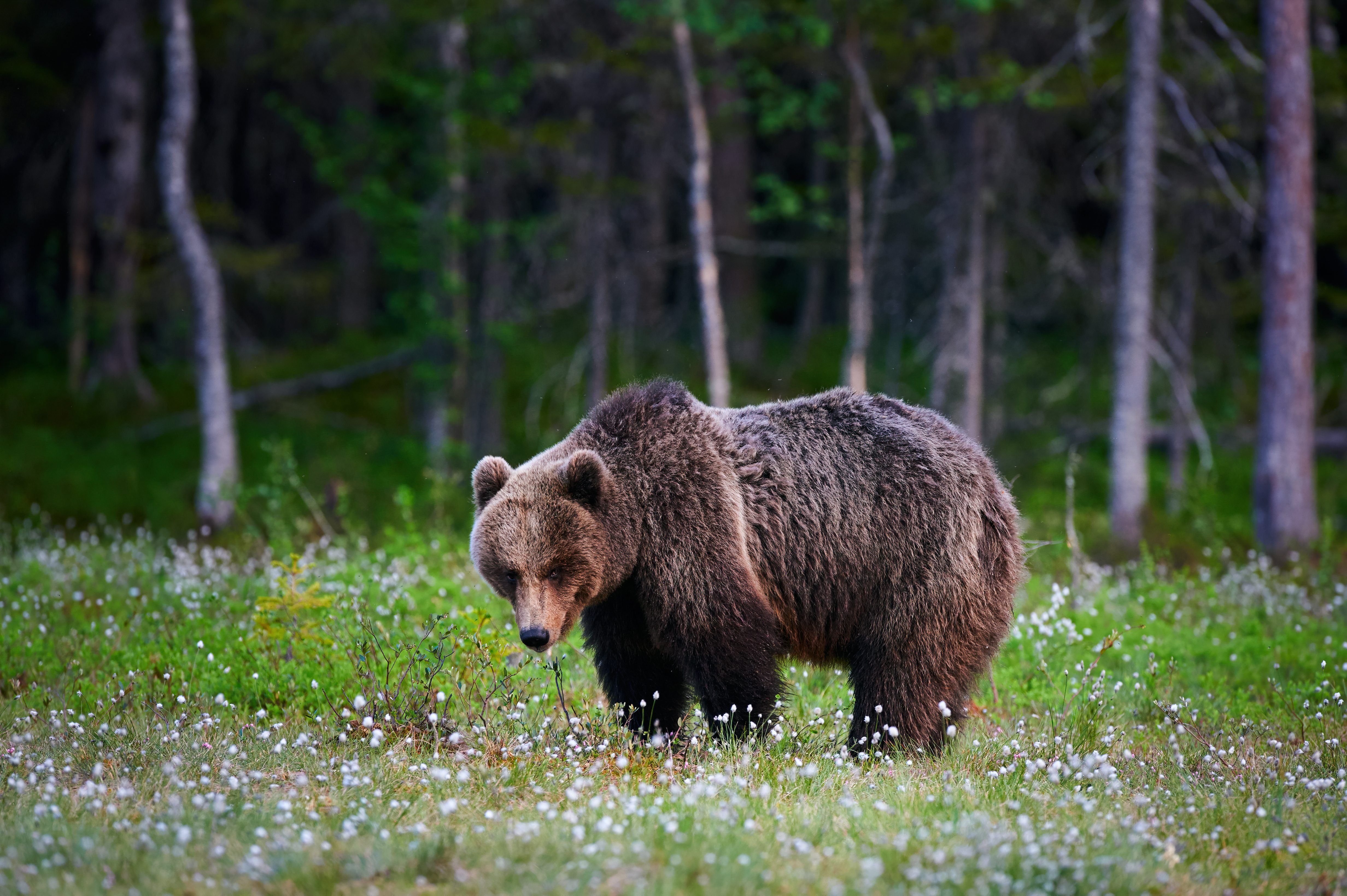 orso