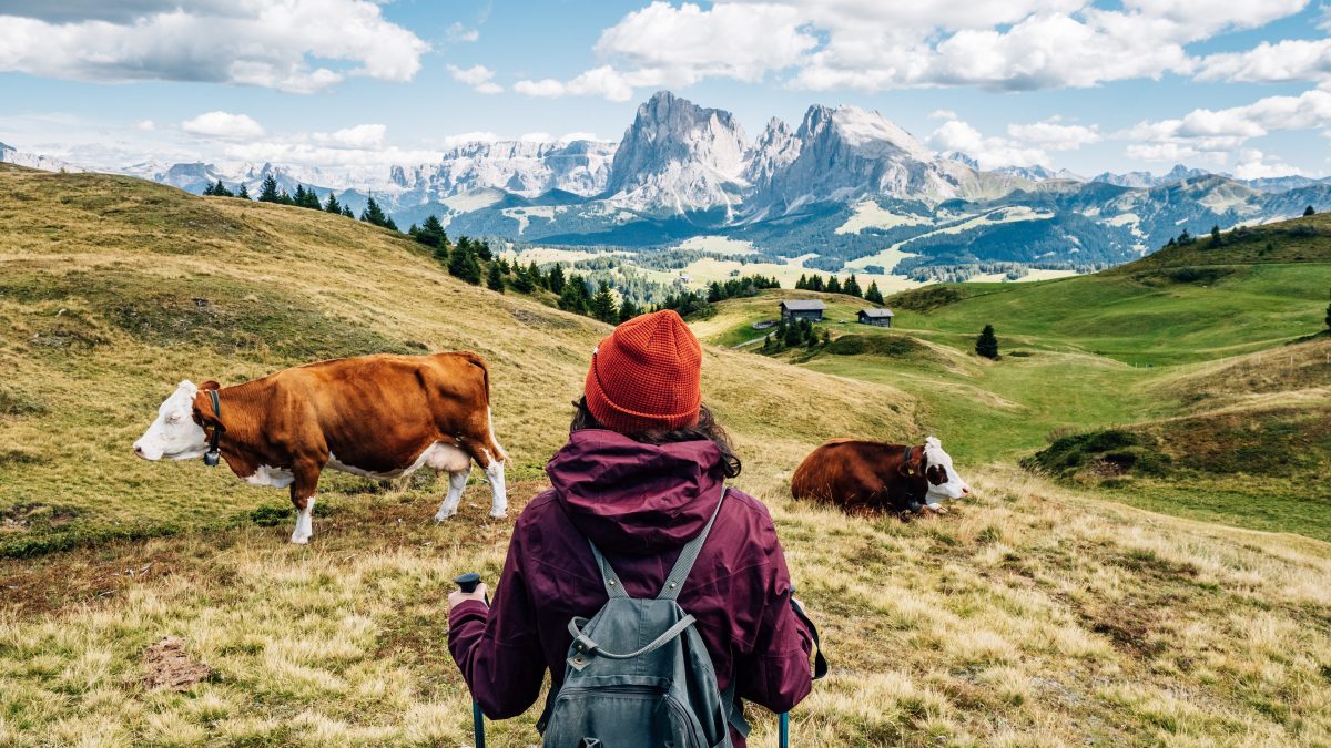 mucche alto adige