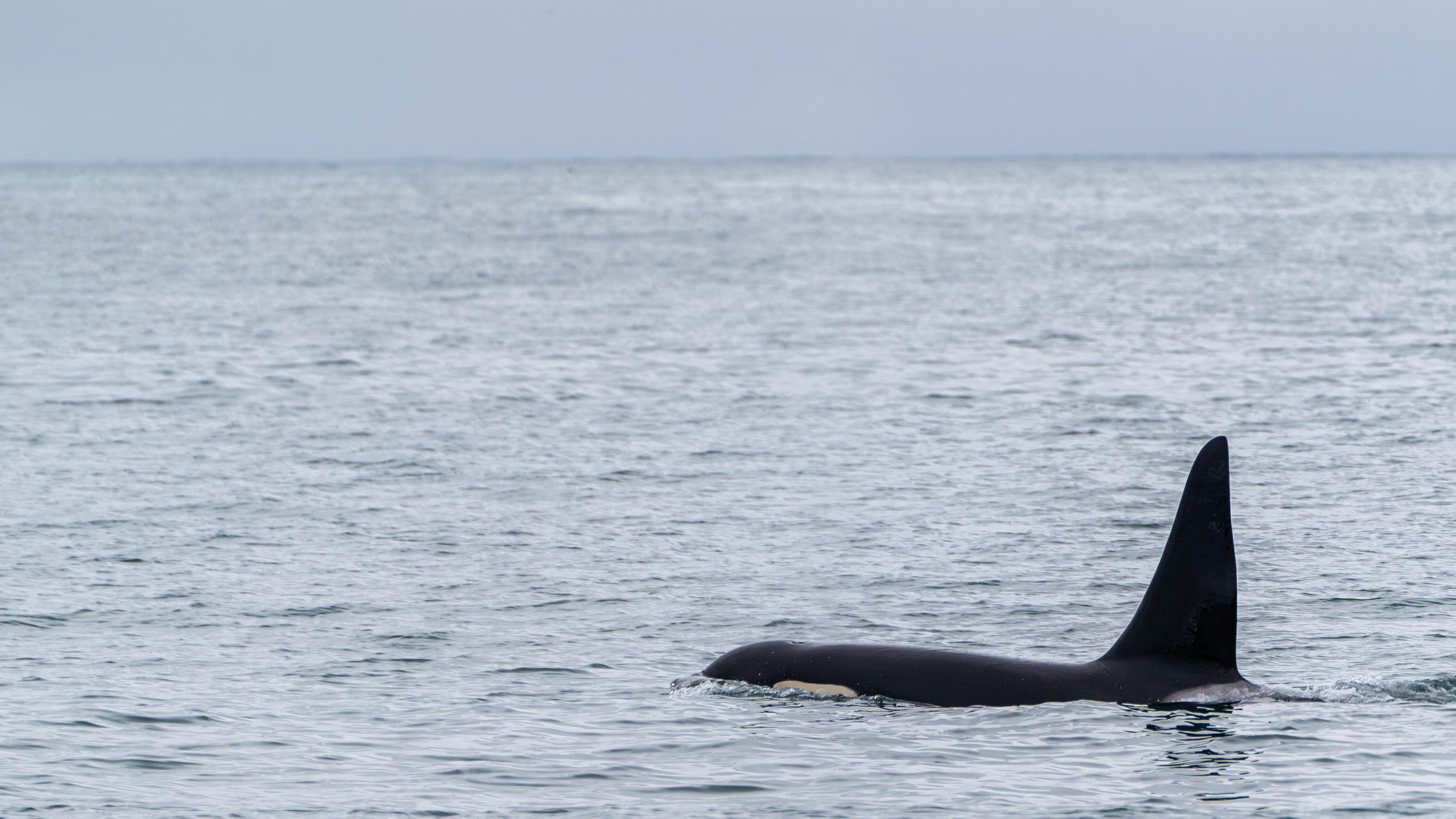 orca pinna