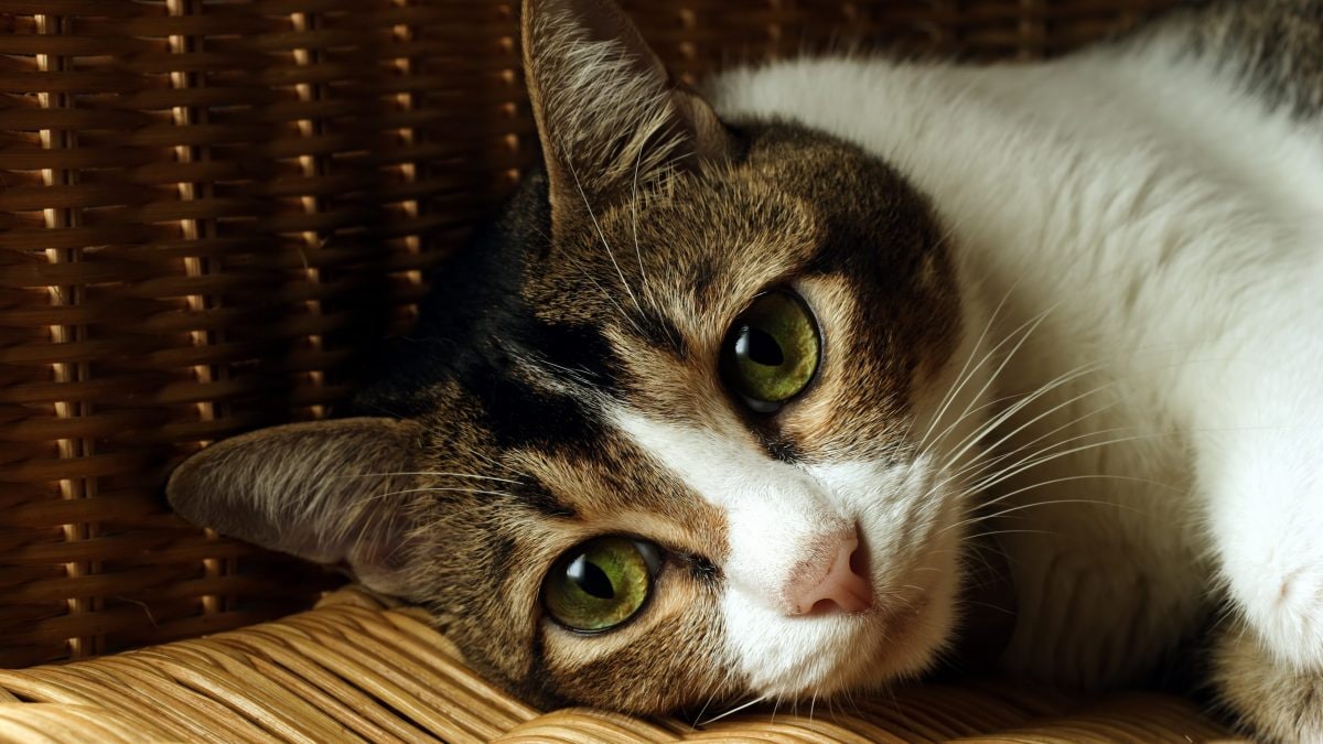 gatto