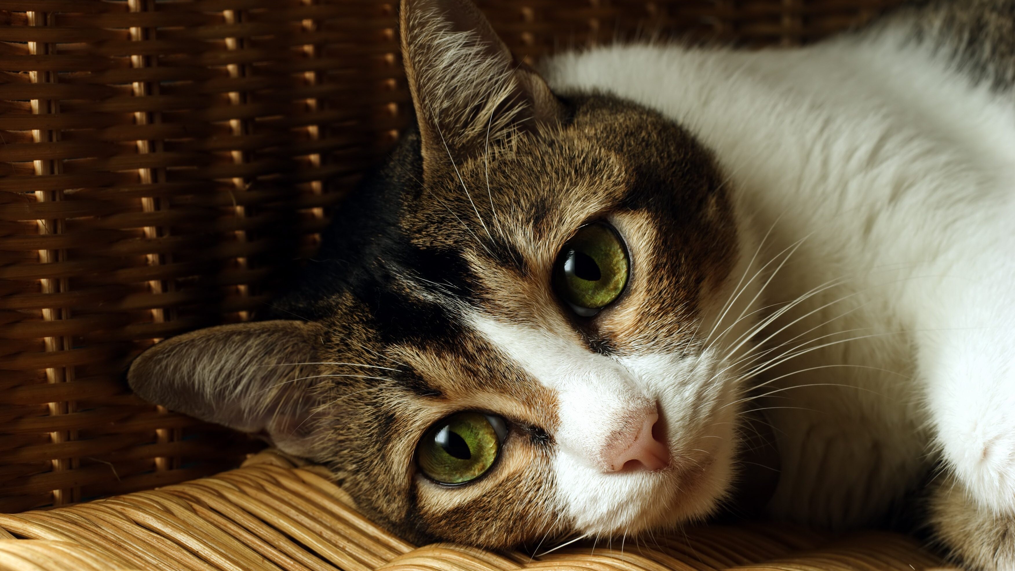 gatto