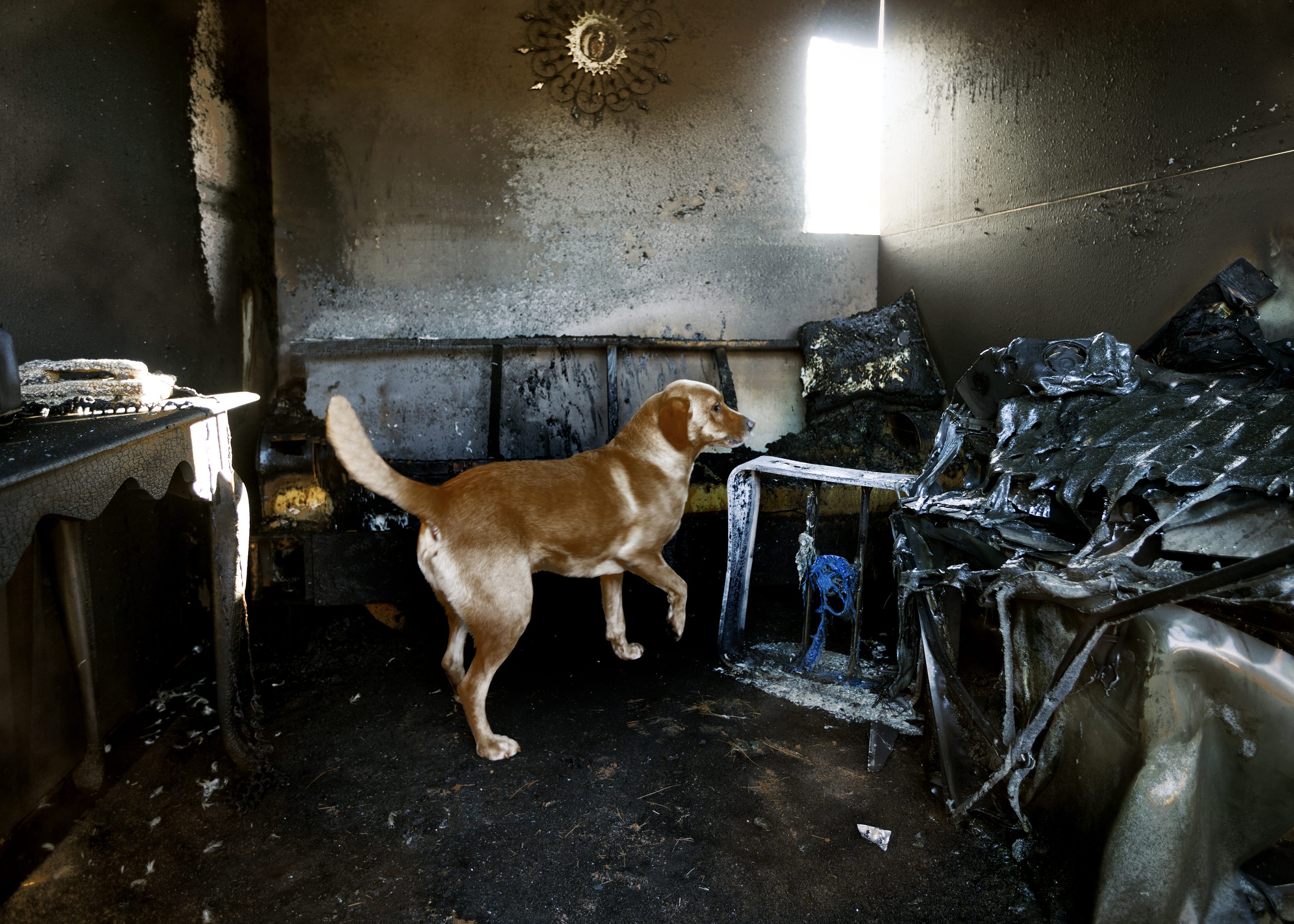 cane incendio
