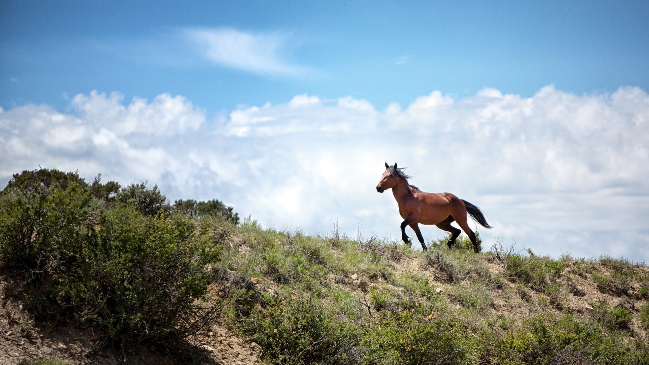 cavallo