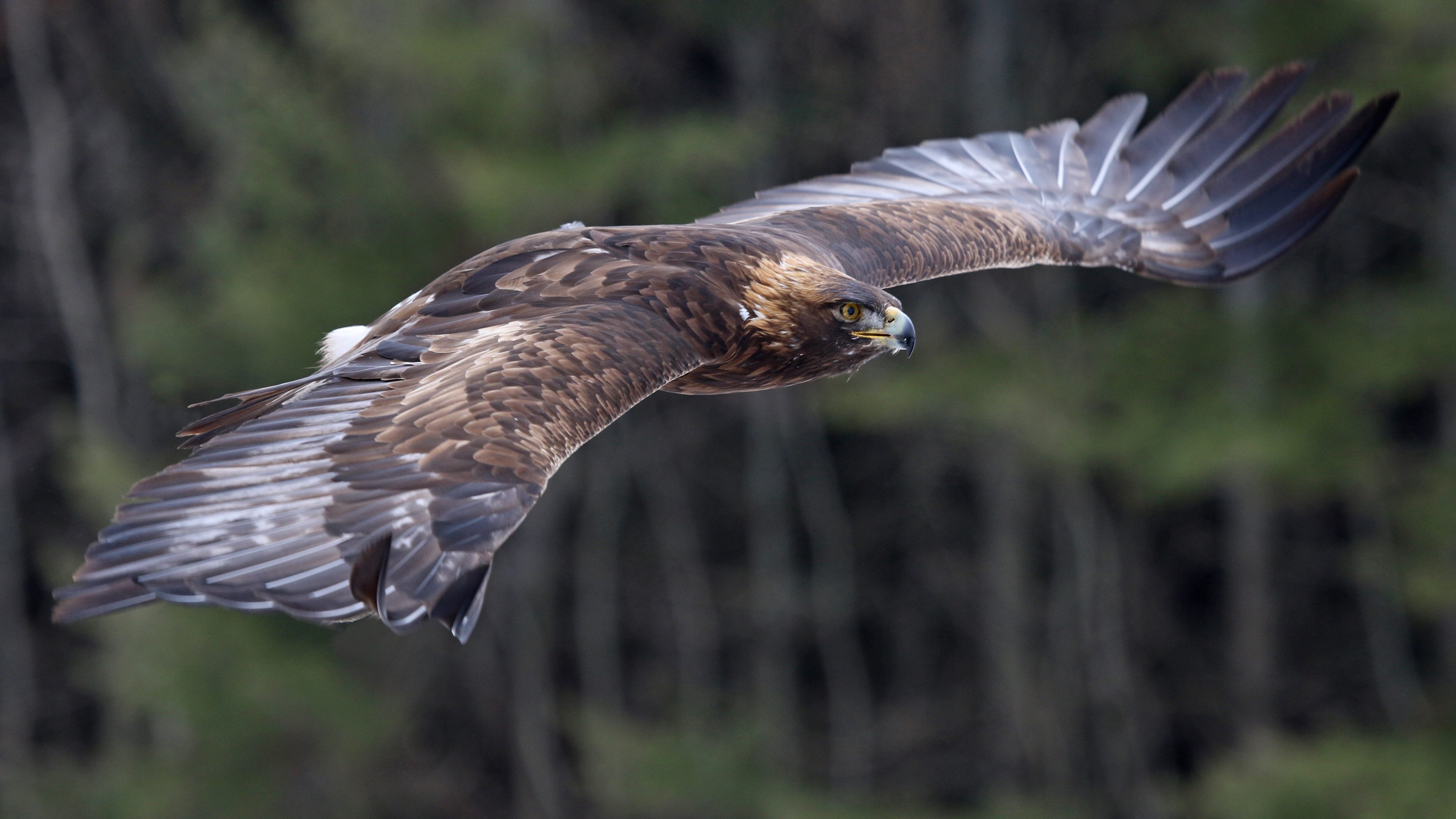 aquila reale
