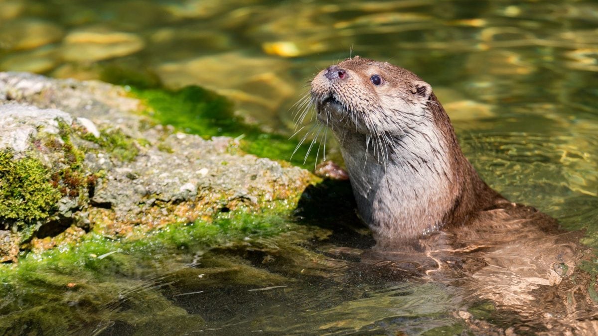 lontra