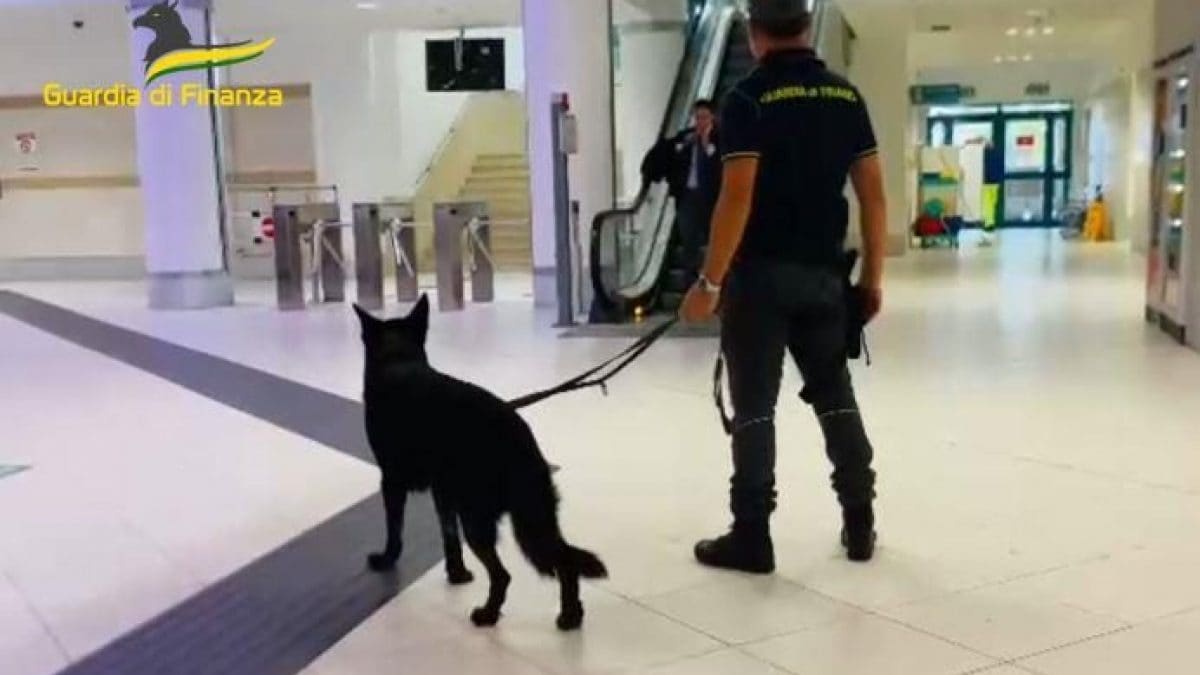 Cane GDF cinofili cash dog