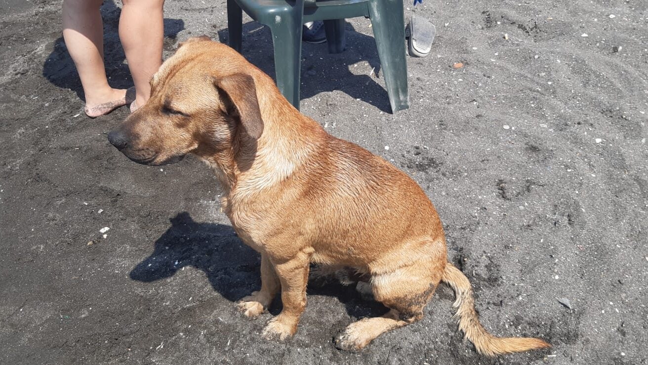 Cane abbandonato sulla spiaggia di San Giovanni a Teduccio viene adottato dai bagnanti