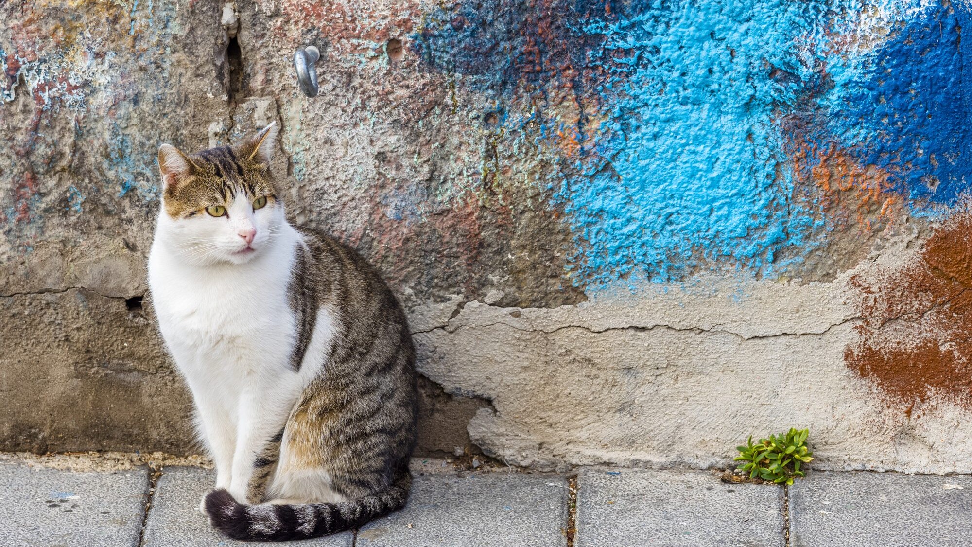 gatto procida