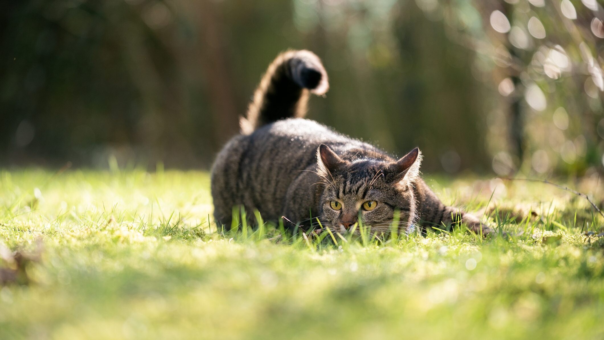 gatto