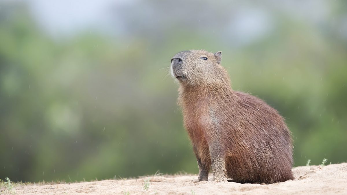 capibara