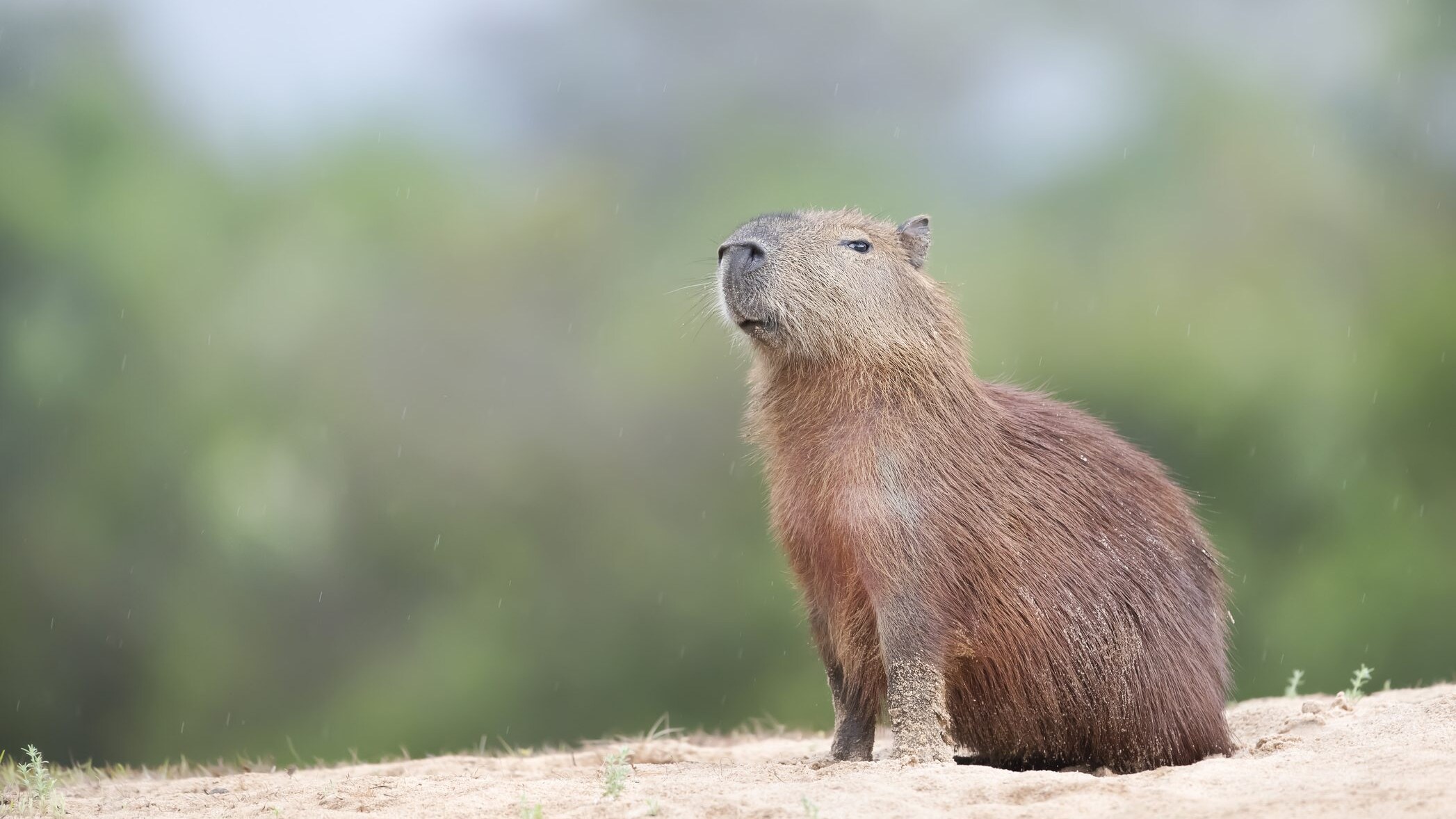capibara