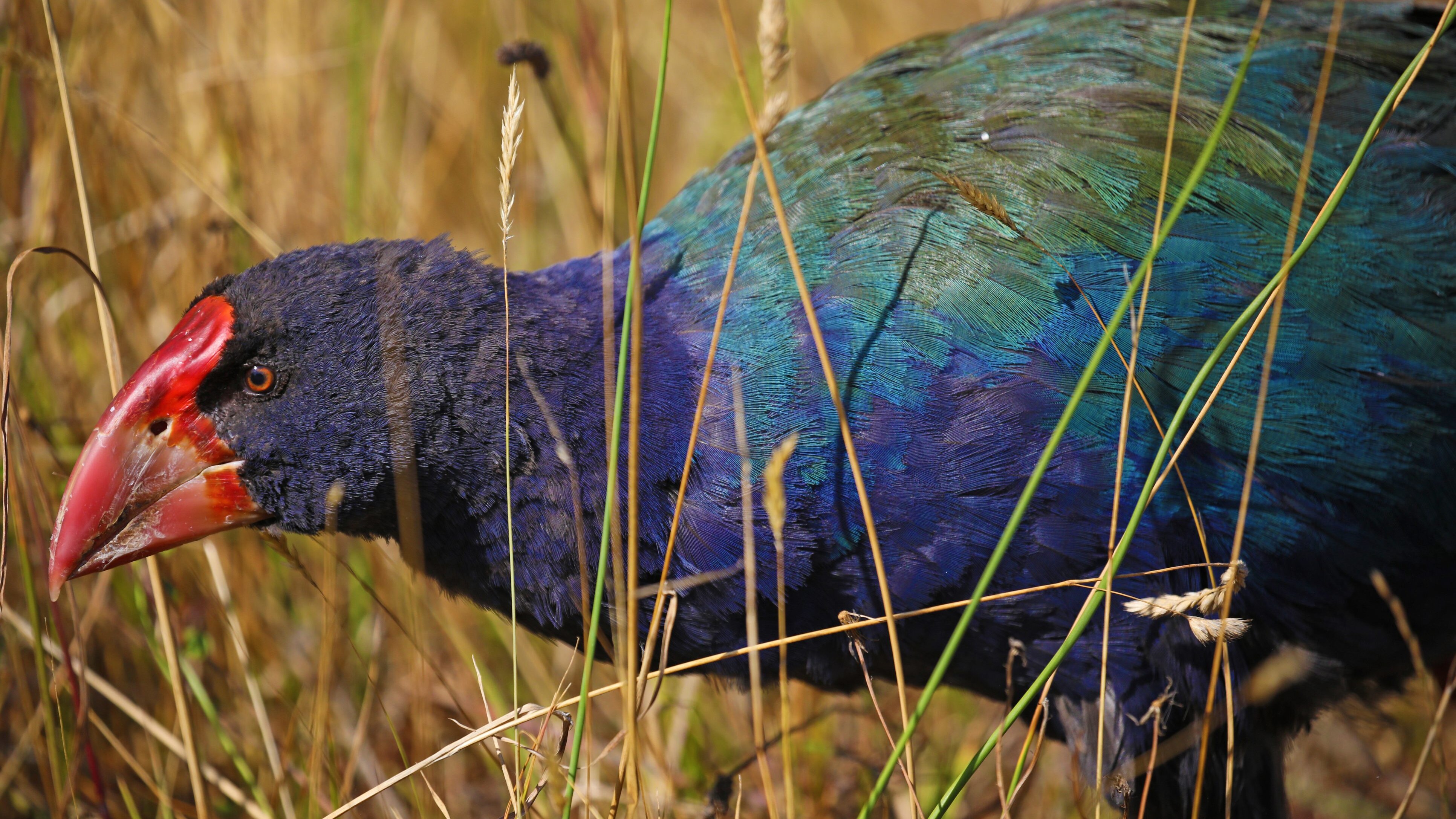 takahē