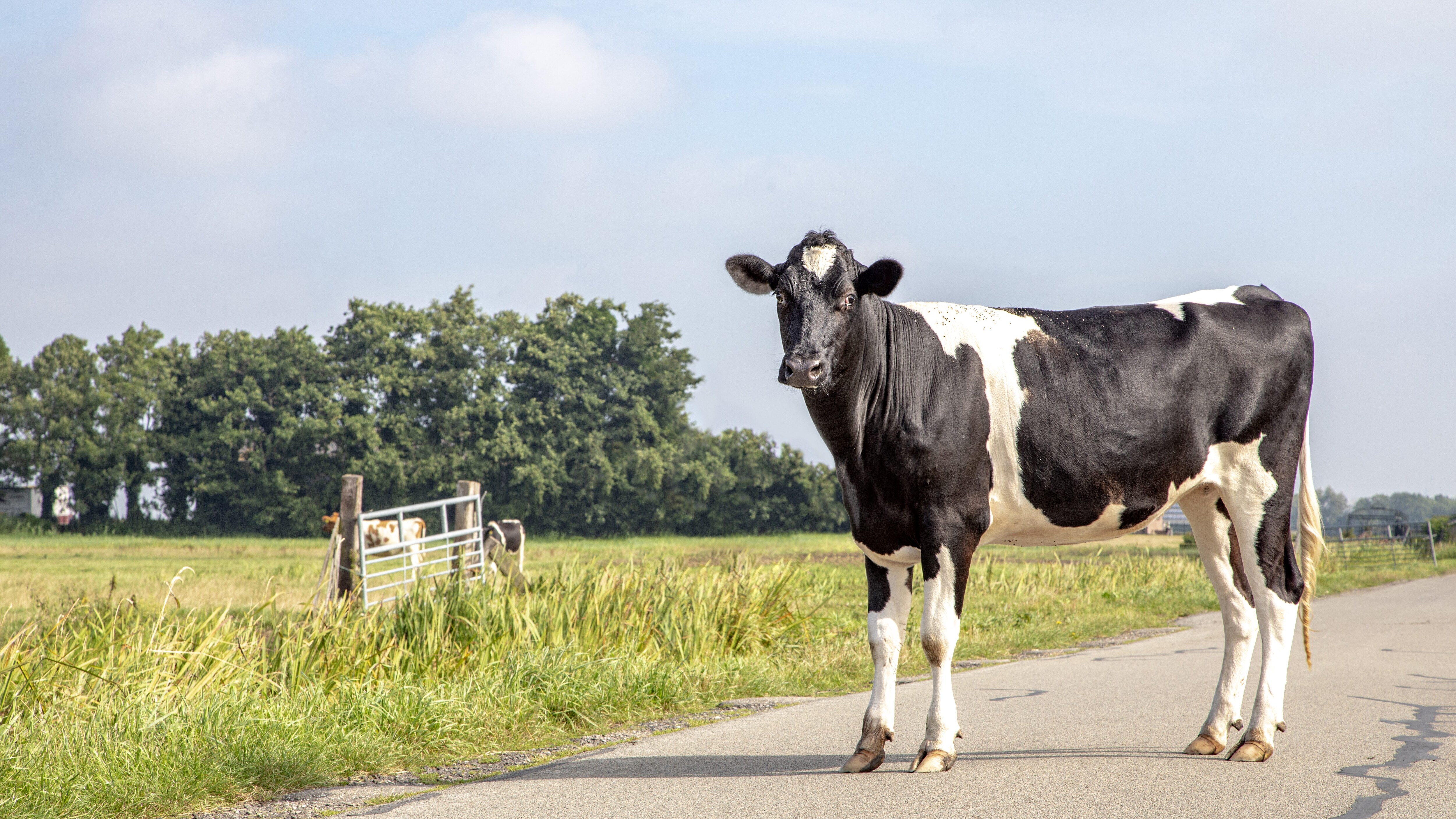 mucca strada