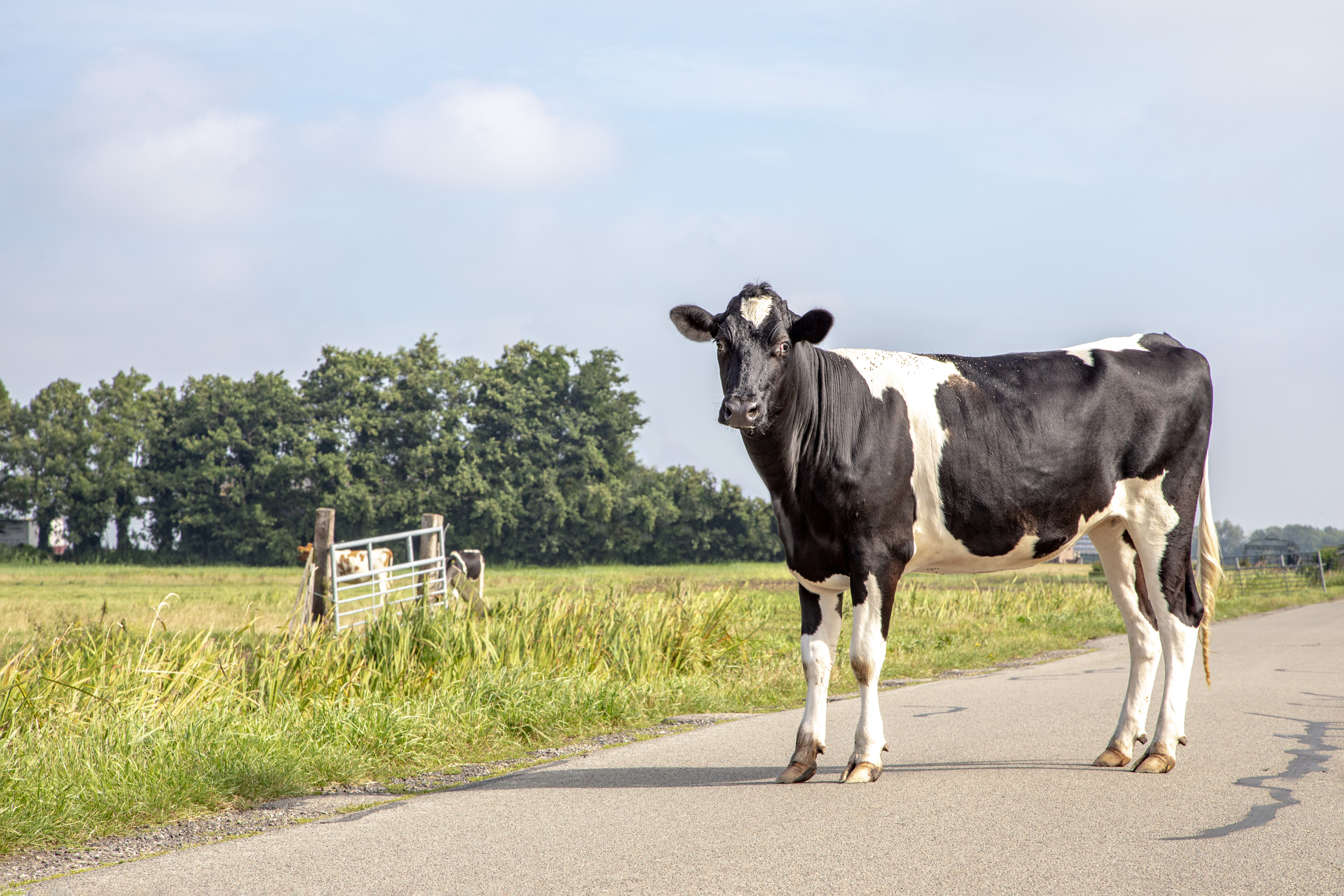 mucca strada