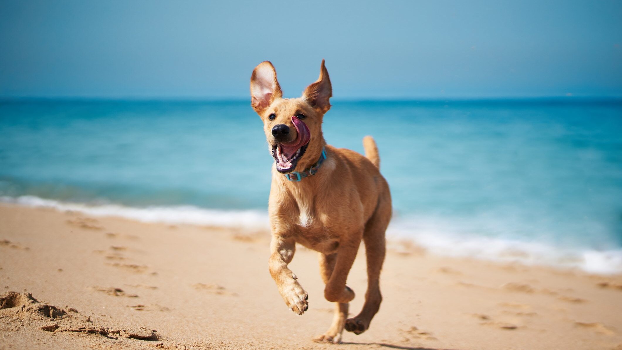 cane spiaggia