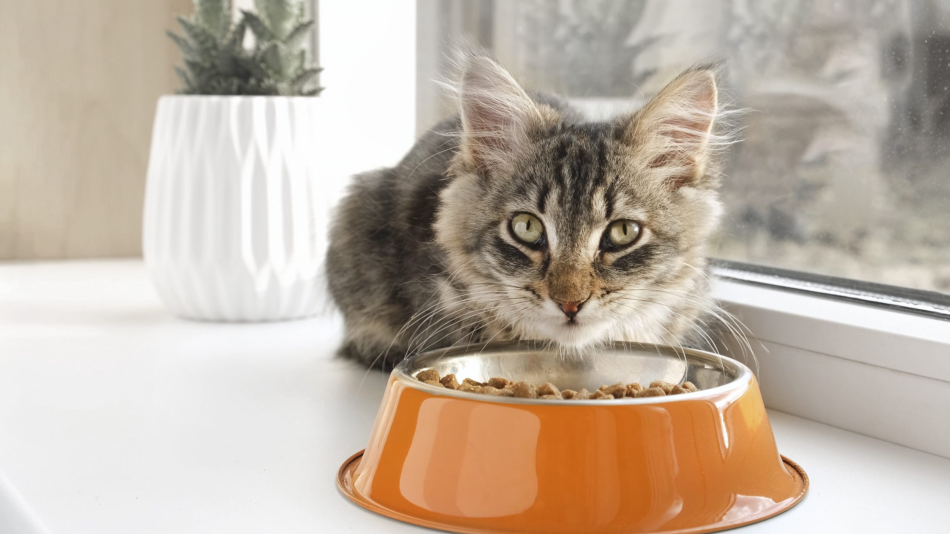 gatto mangia
