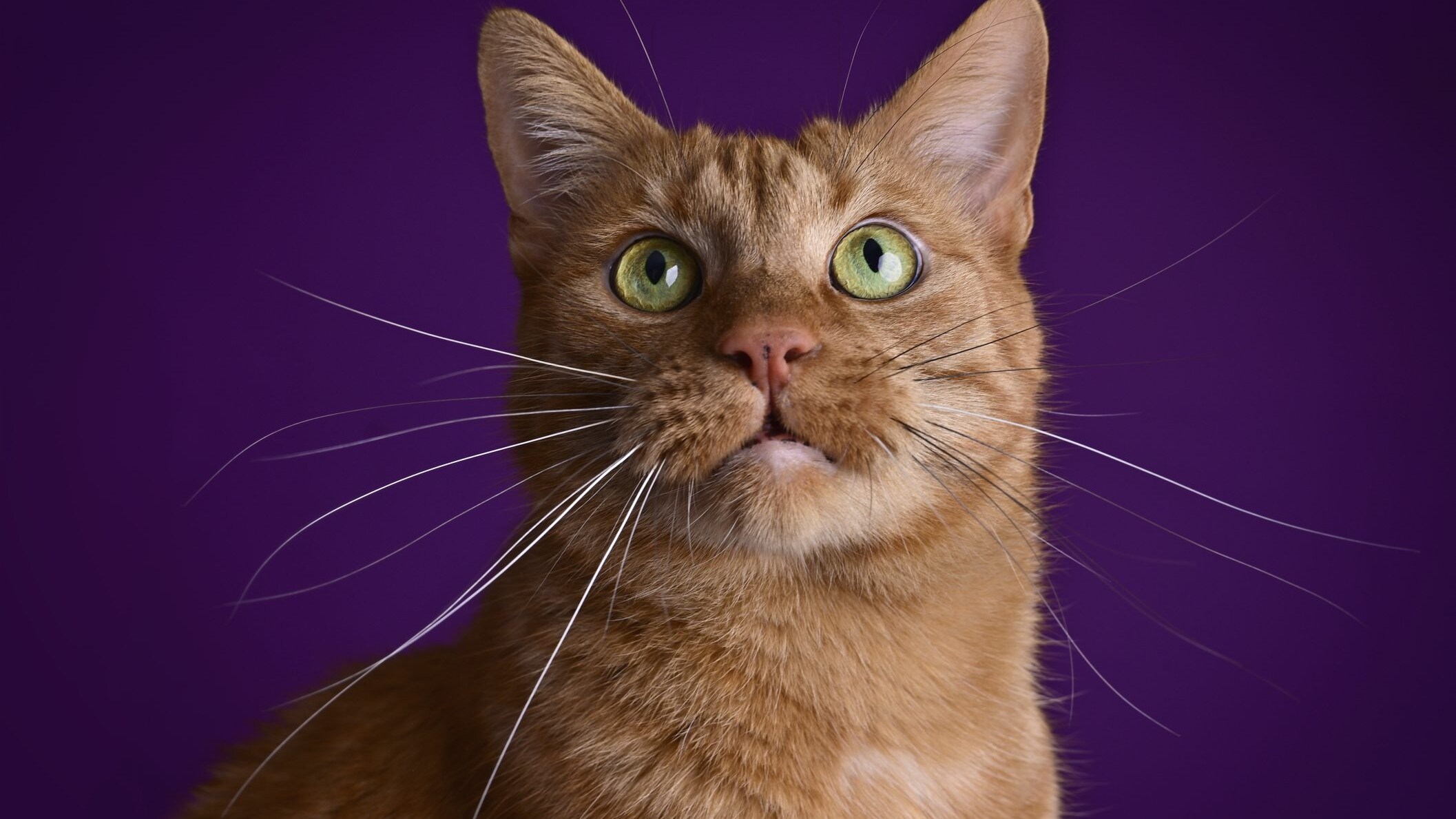 gatto