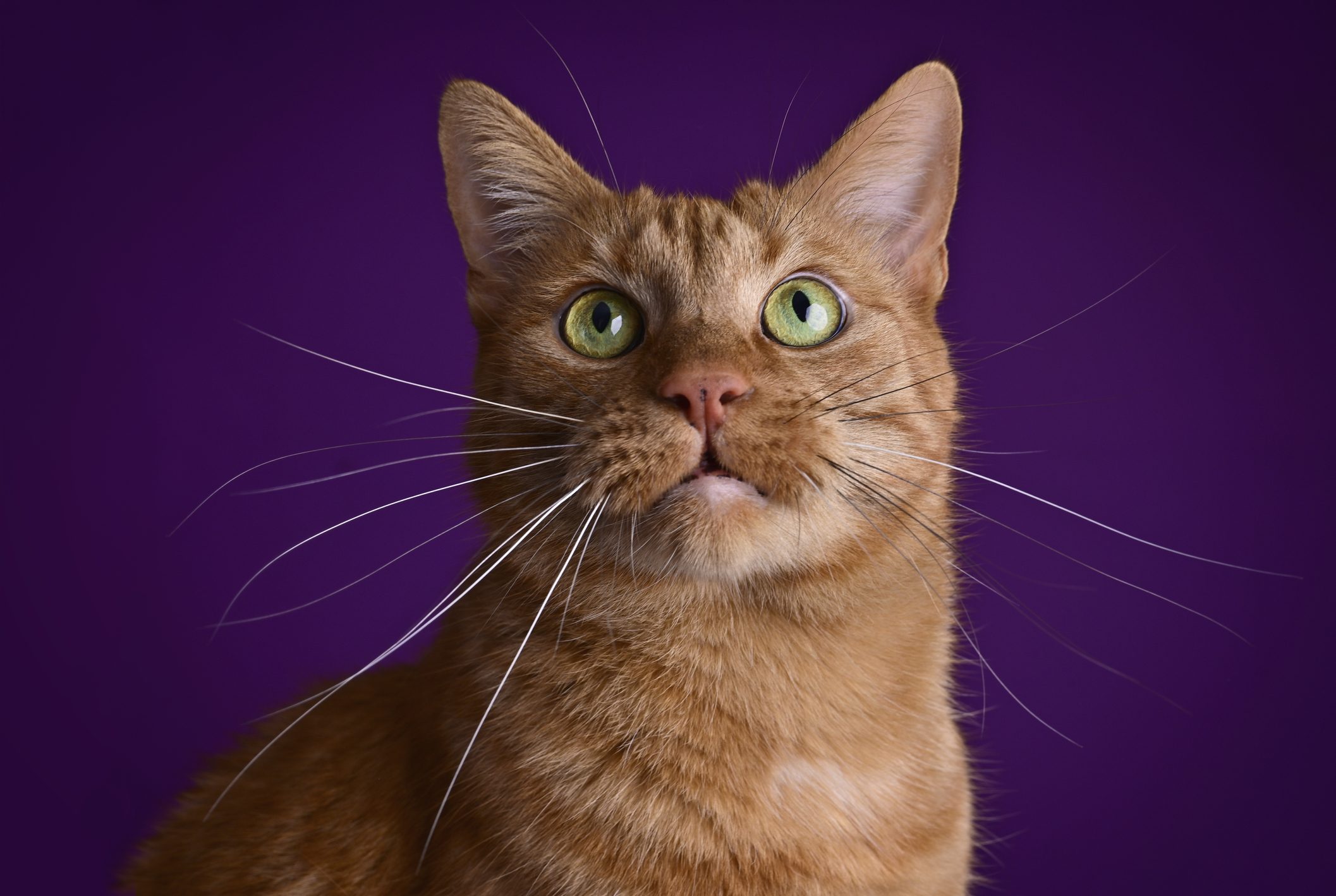 gatto