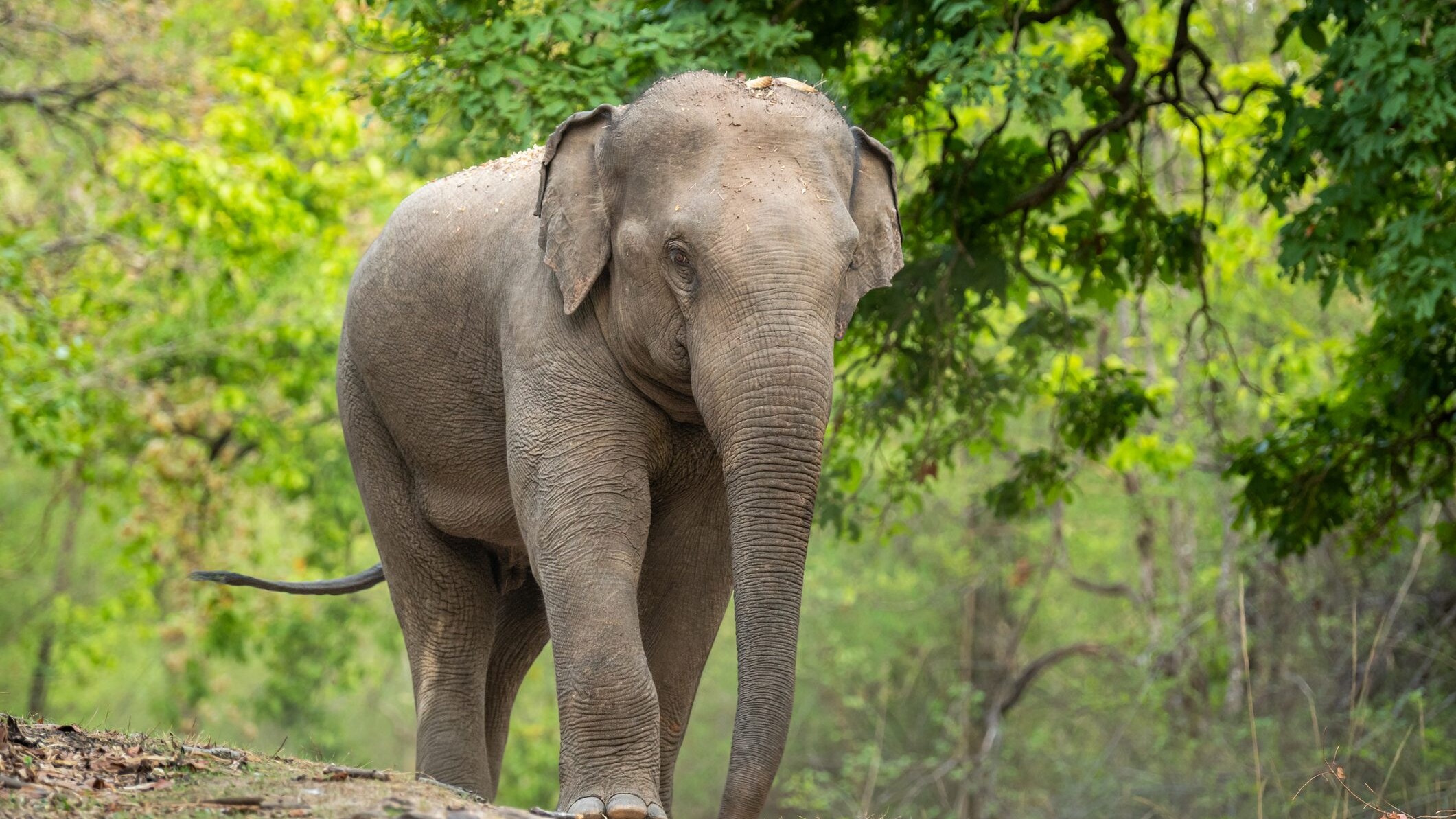 elefante