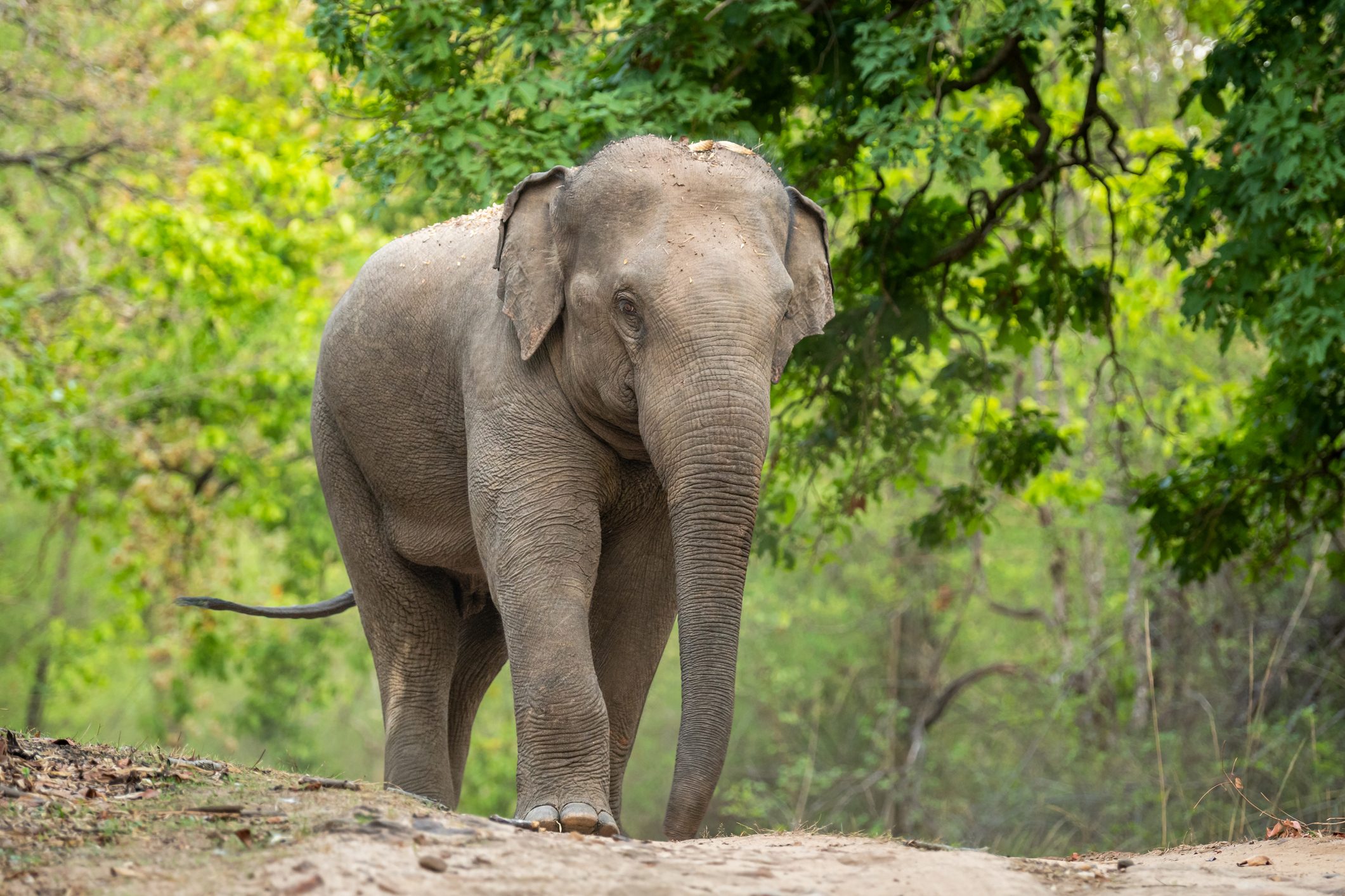elefante