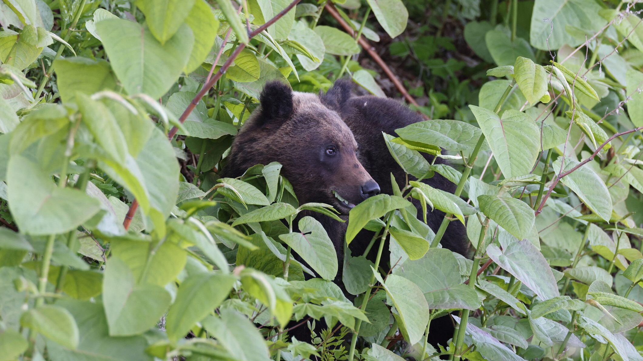 orso