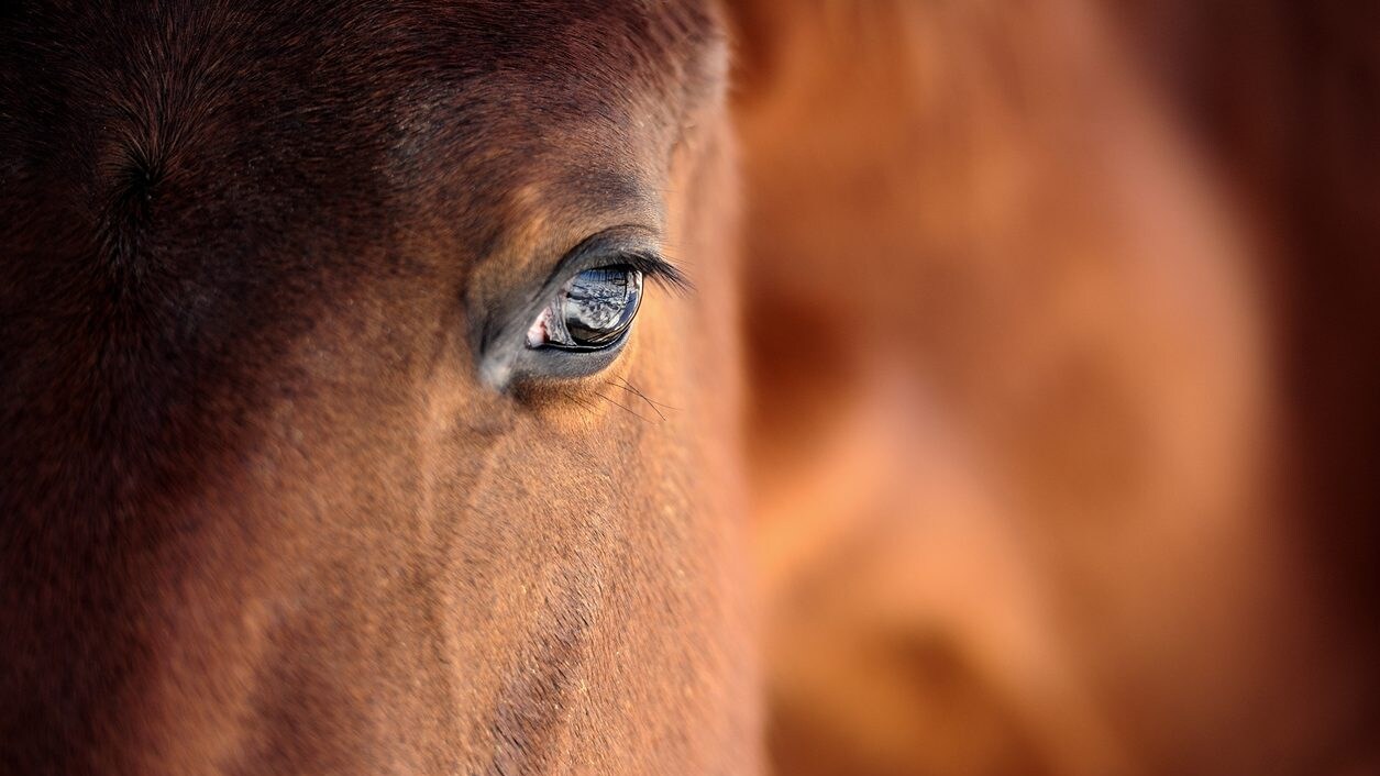 cavallo