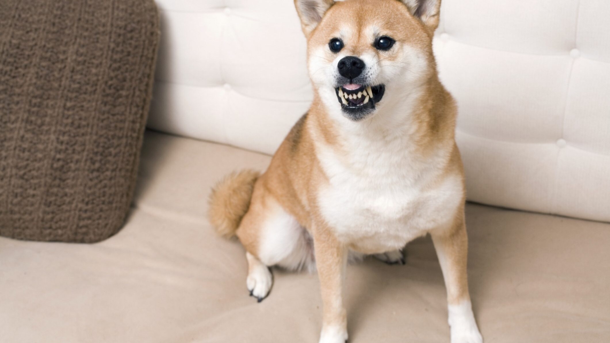 cane