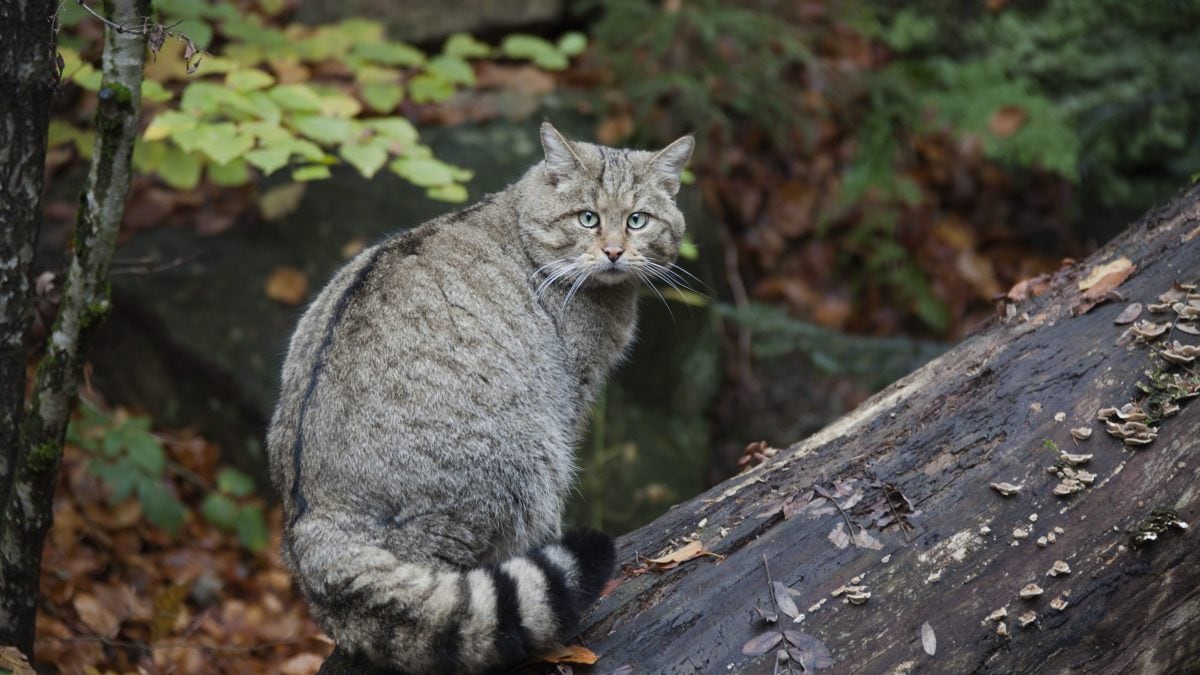 gatto selvatico