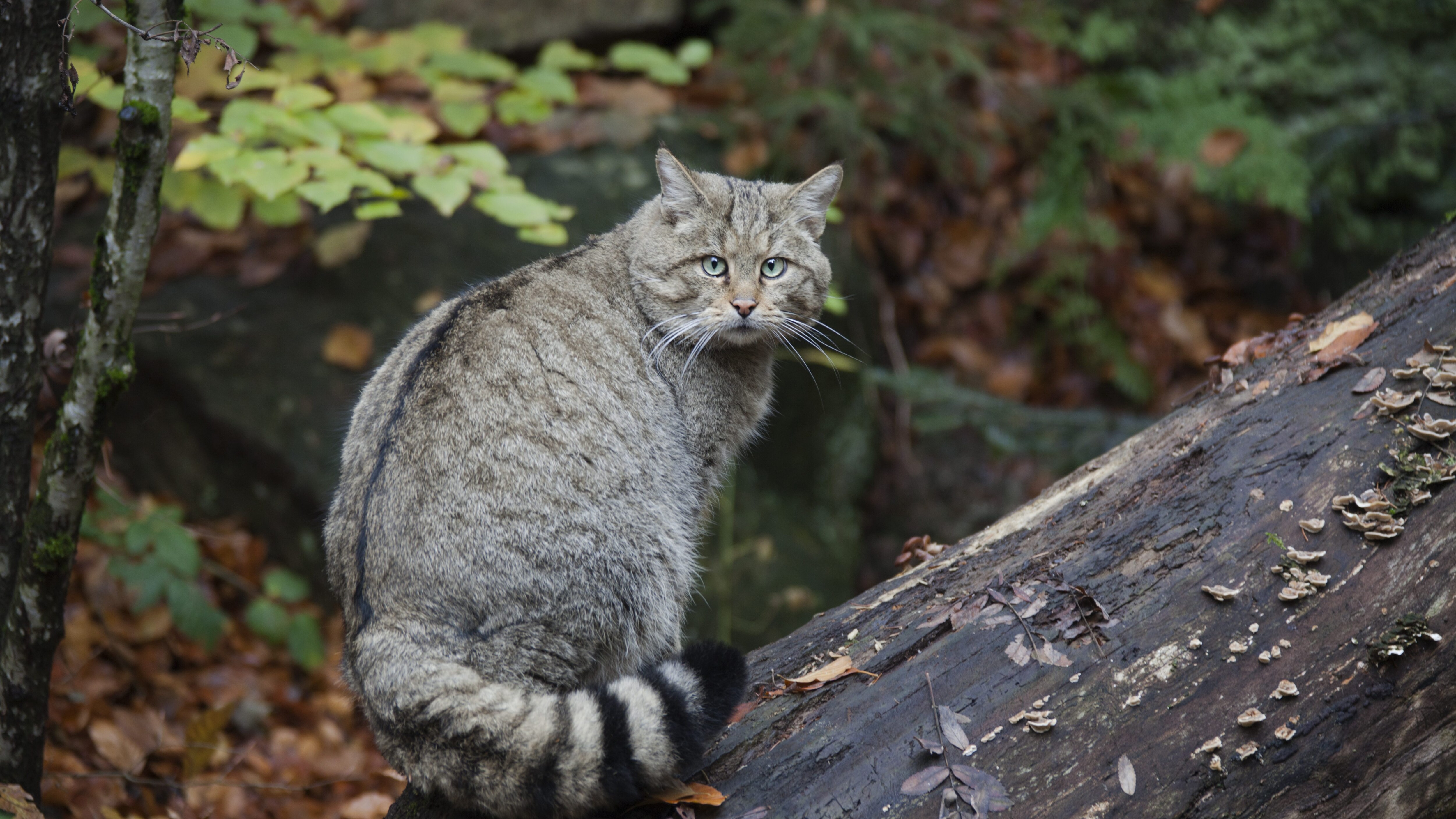 gatto selvatico